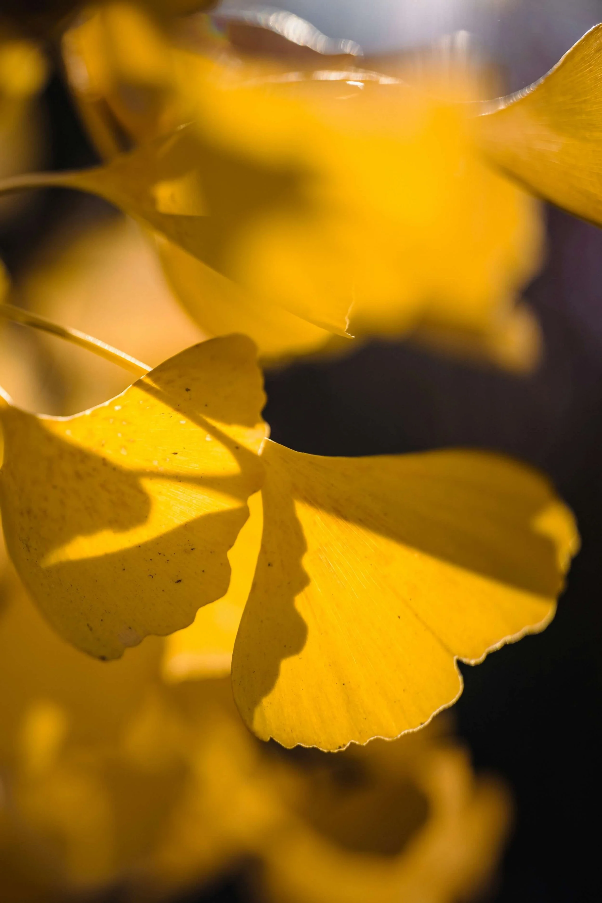 Close-up of yellow leaves with shadows and light highlights.