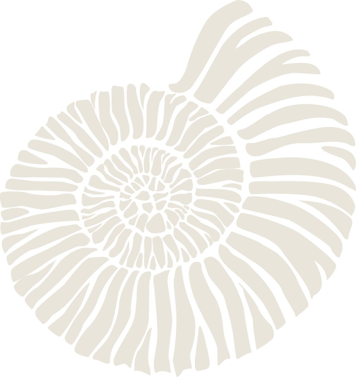 Black and white illustration of an ammonite shell with a spiral pattern