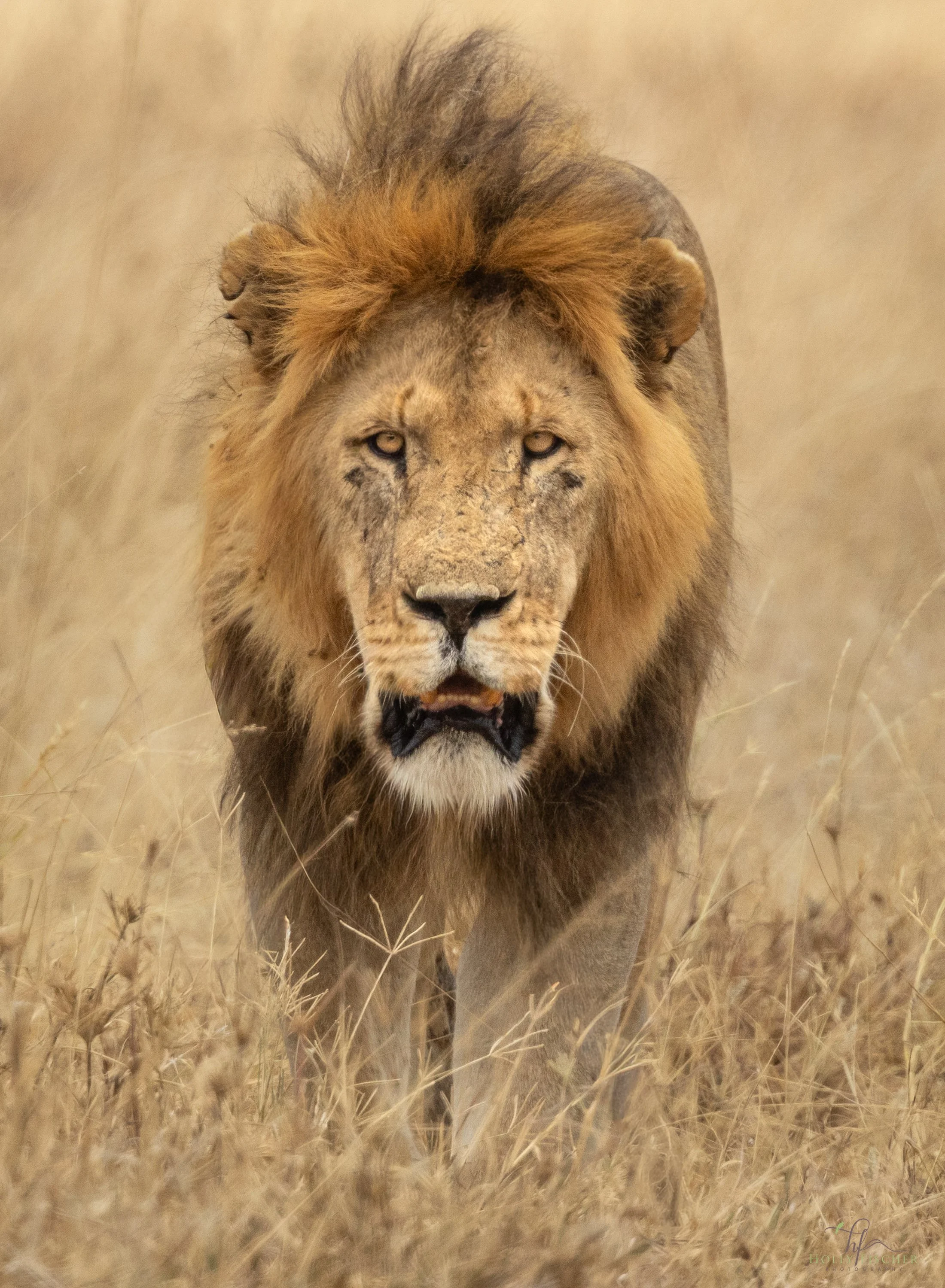 WILDLIFE