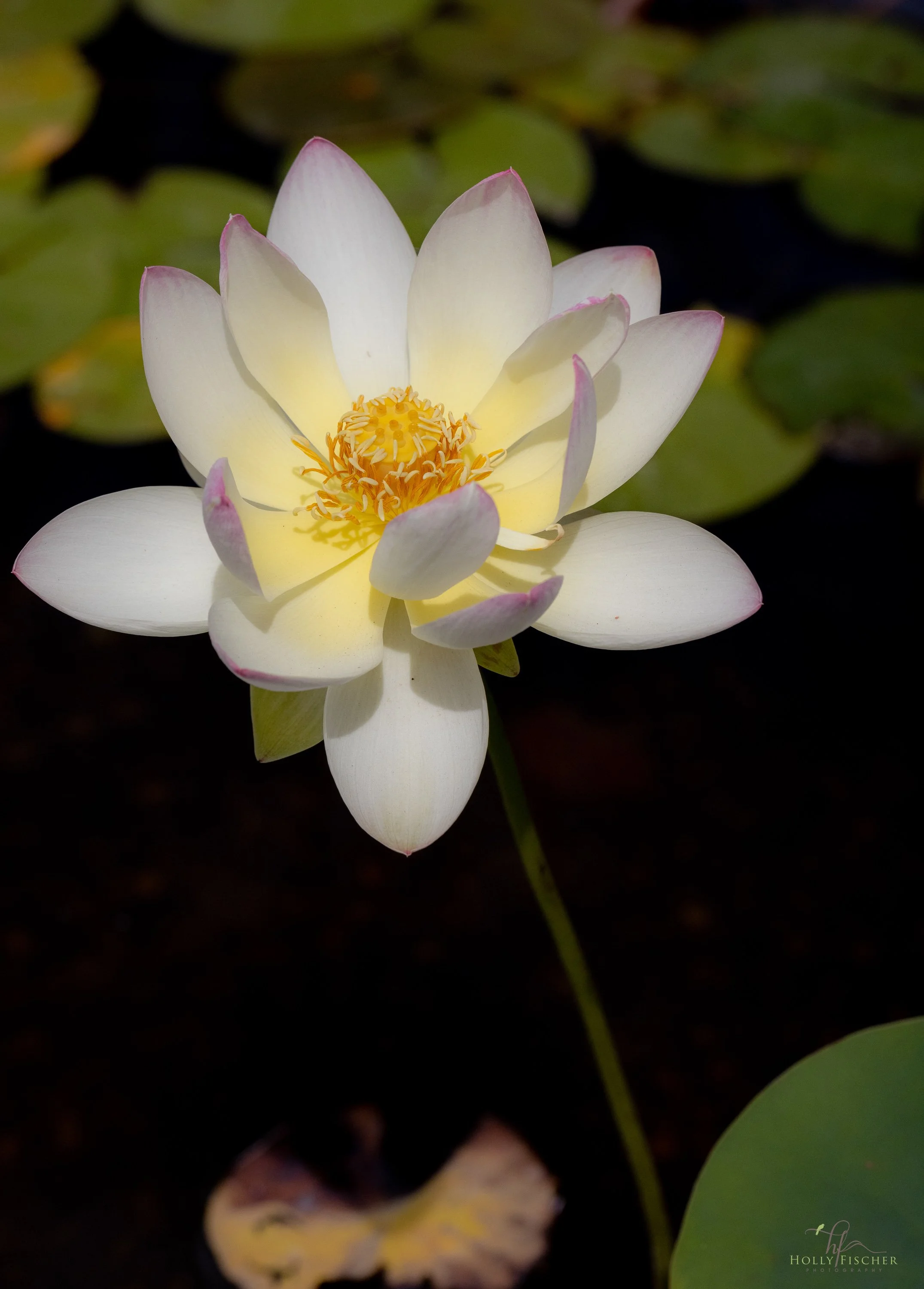 167A9161.jpg