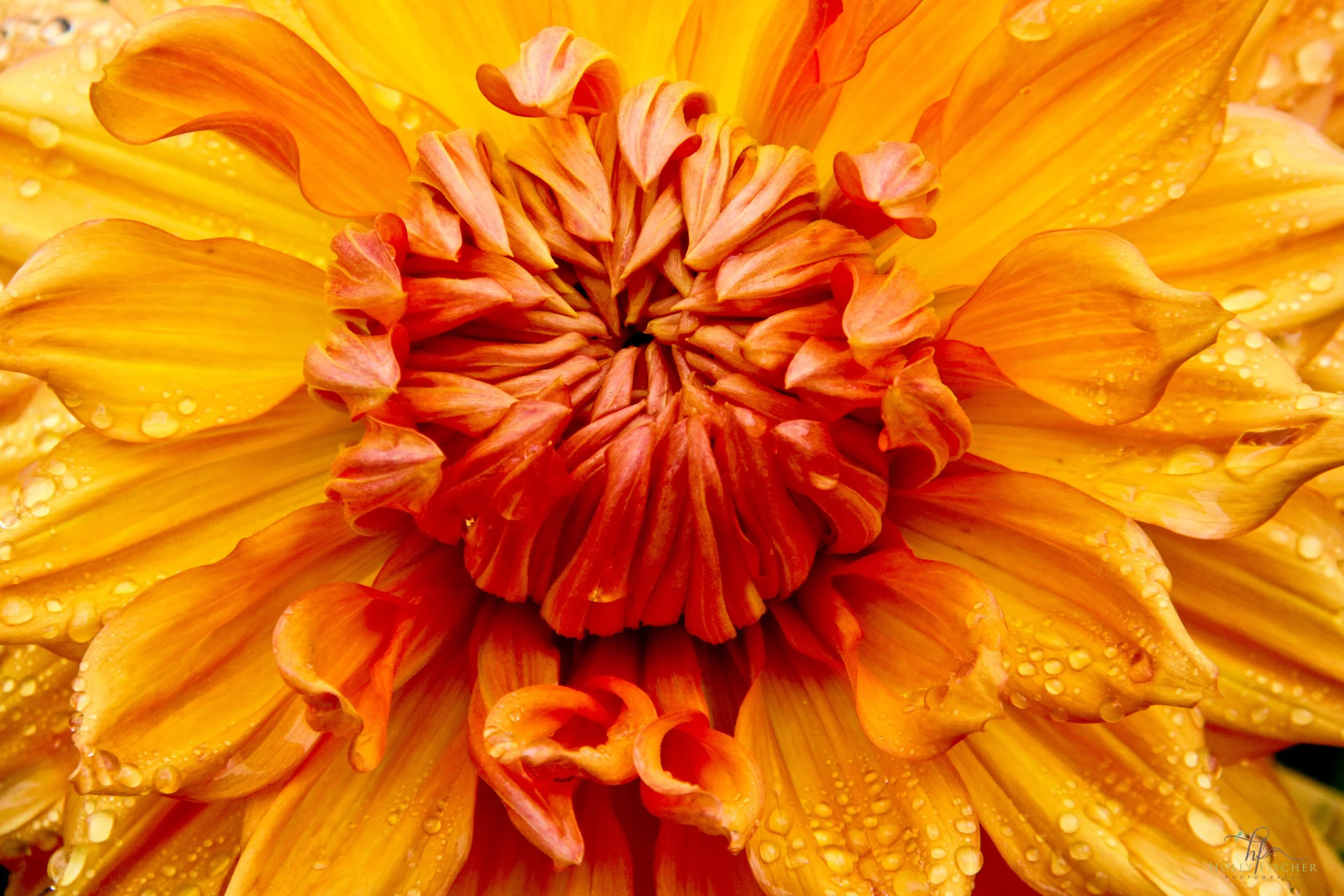 flower1-3233.jpg