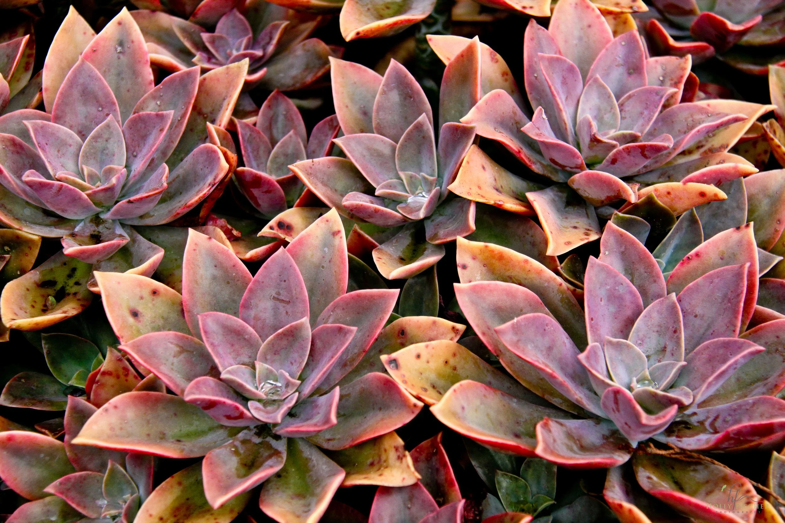 maui (100 of 109).jpg