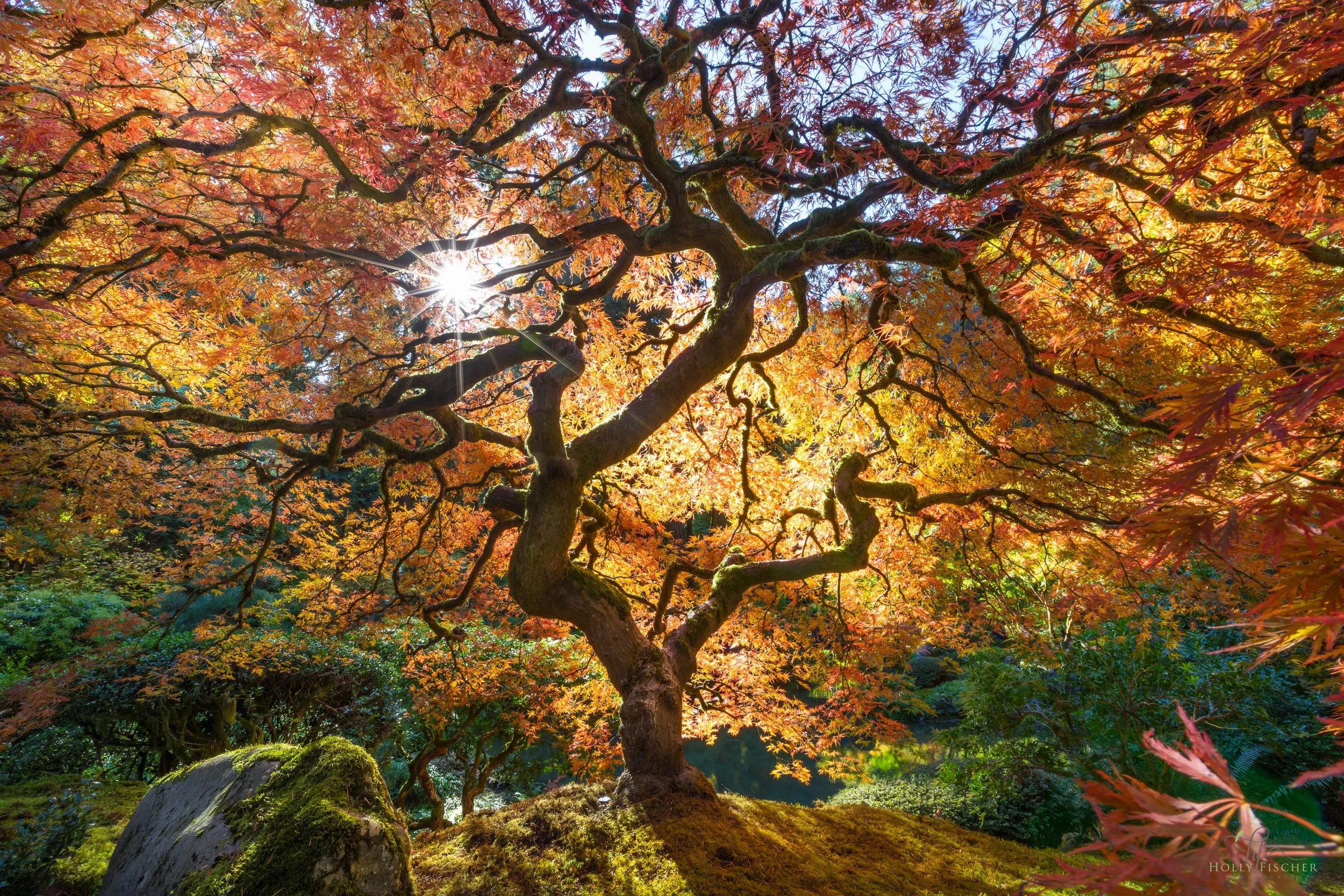 Eric's tree.jpg
