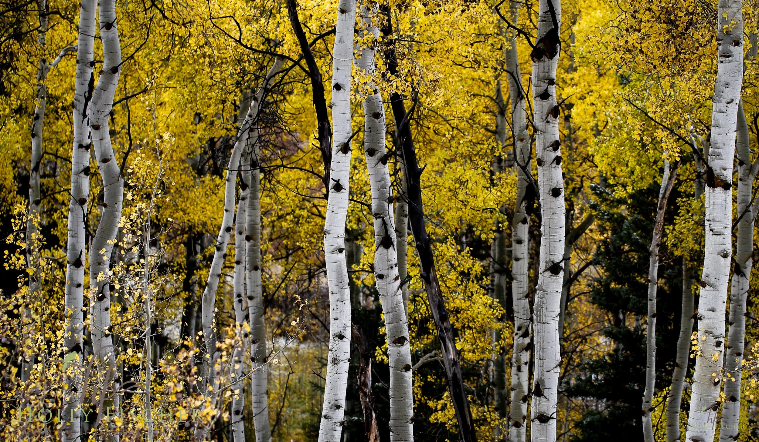 _d5a5477.jpg