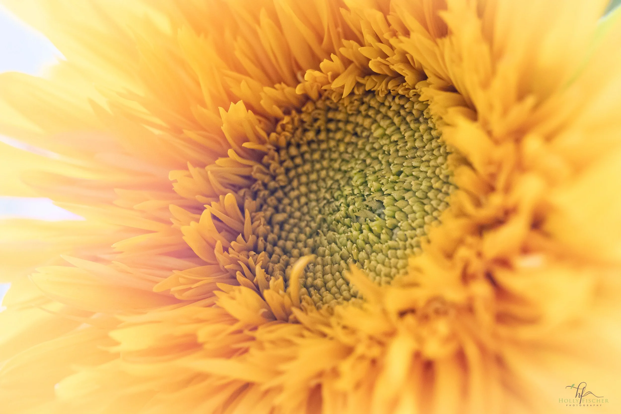 FLORA