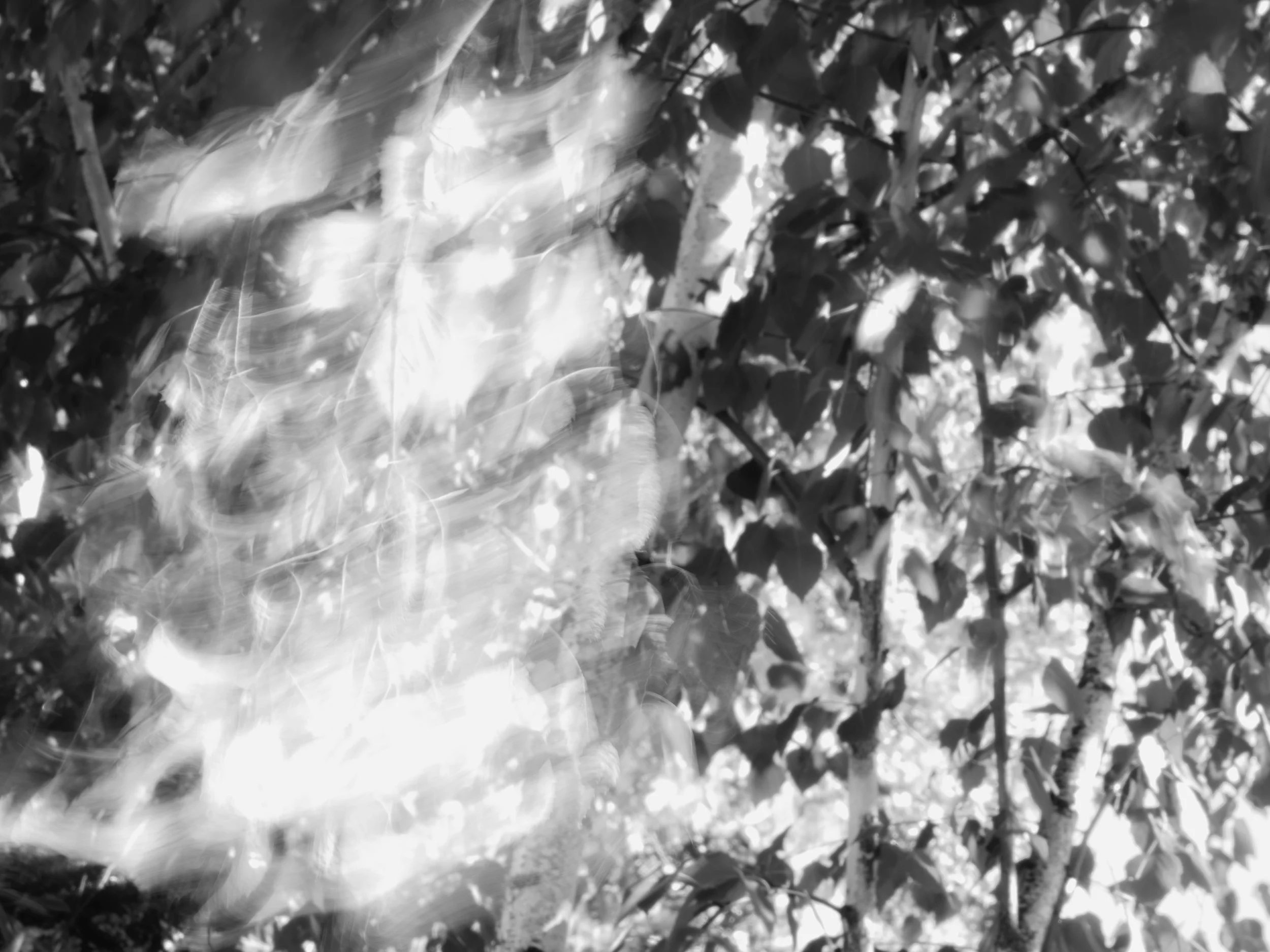 _1149183.jpg