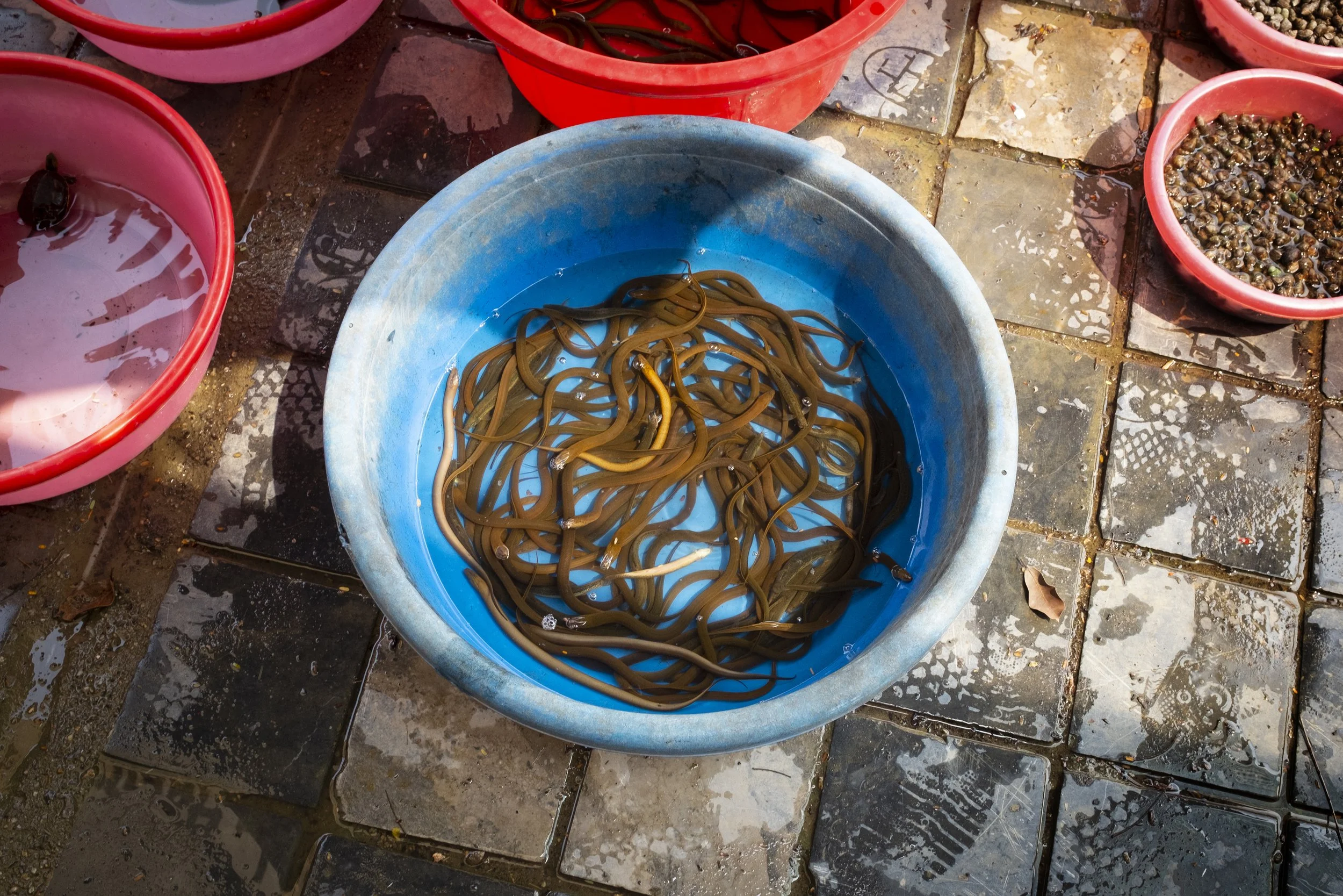 30_Snakesinabowl.jpg