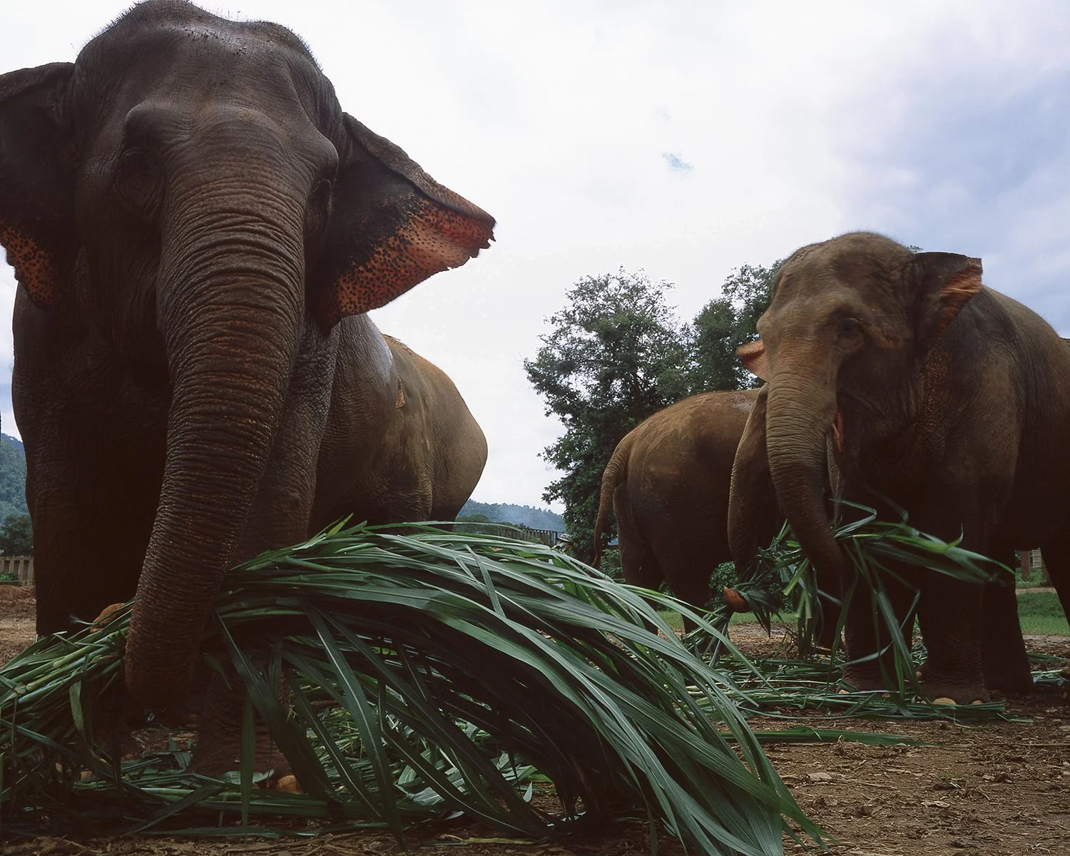 013_Elephantsfeeding.jpg
