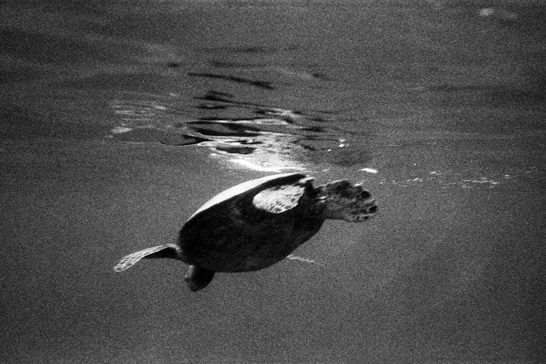 Turtlecanyon4.jpg
