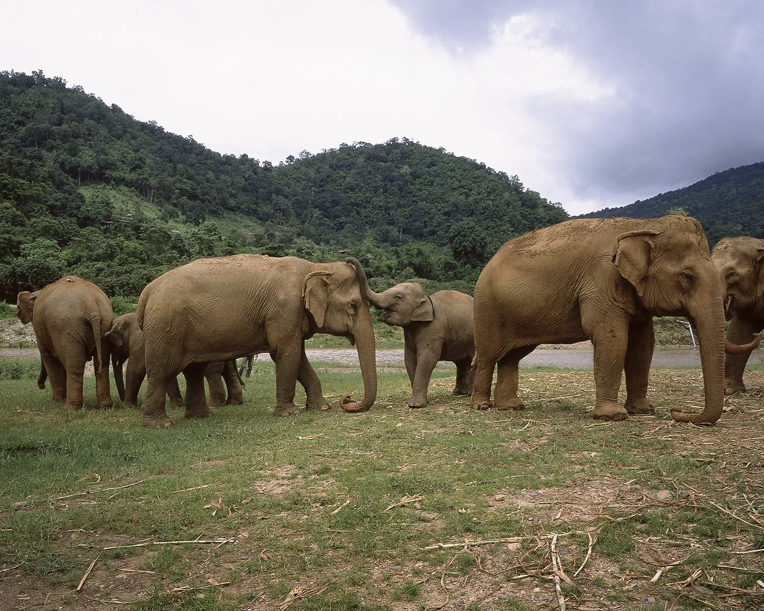 011_Elephantnaturepark1.jpg