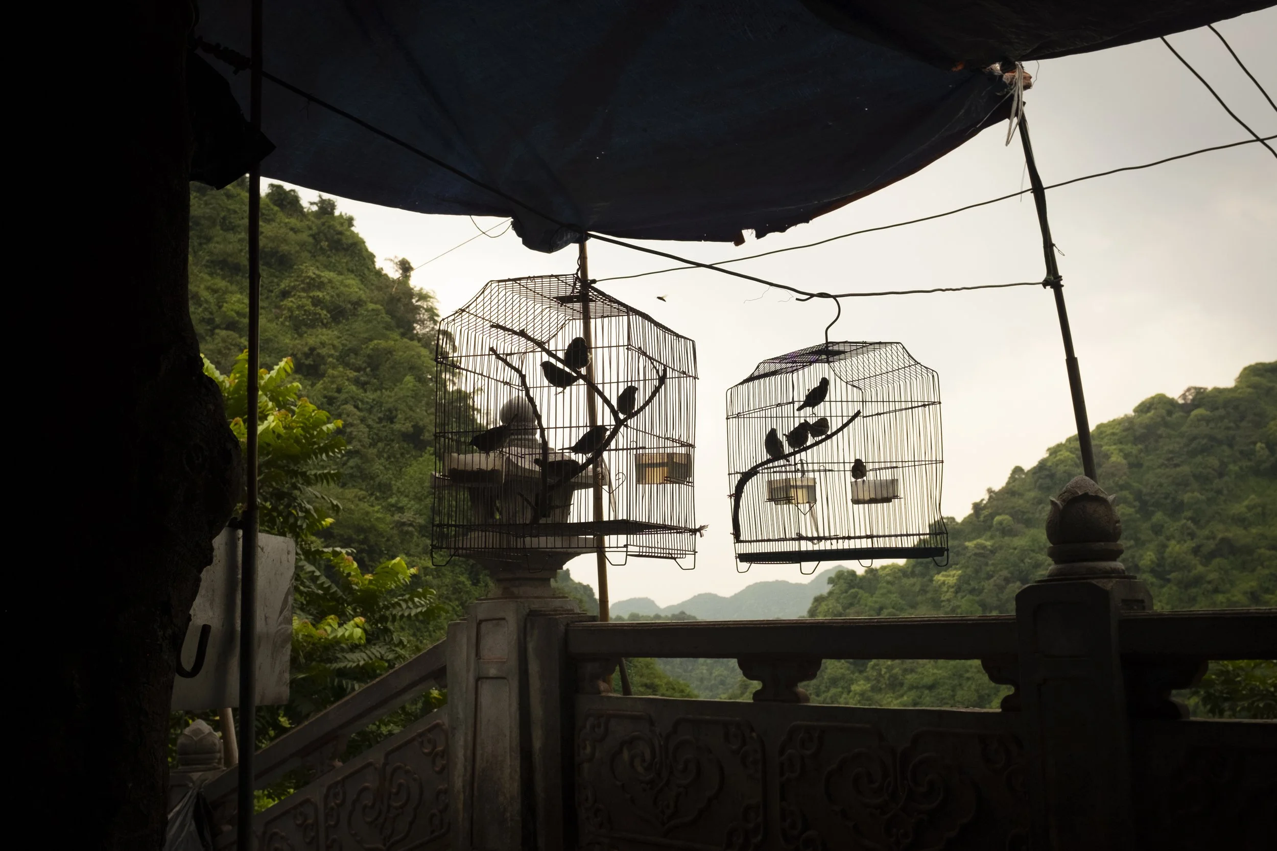 32_Birdcages.jpg