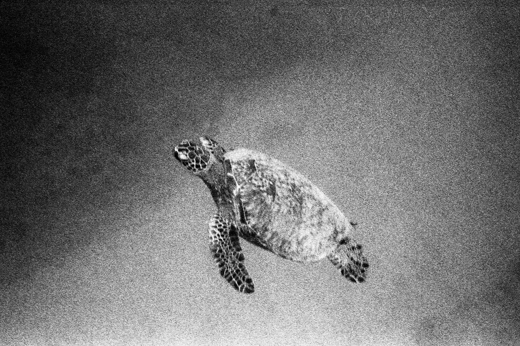 Turtlecanyon2.jpg