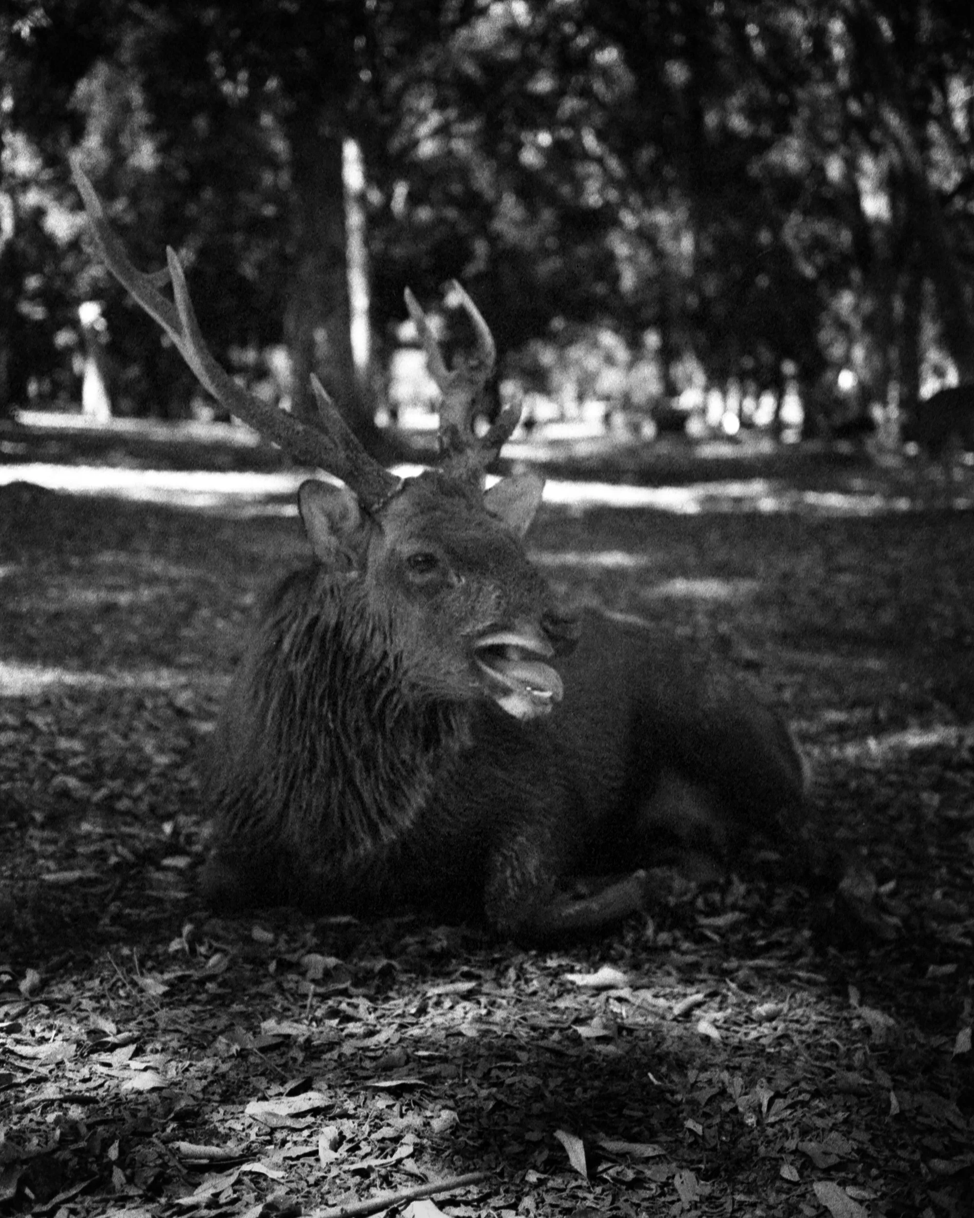 Deertoungeout.jpg
