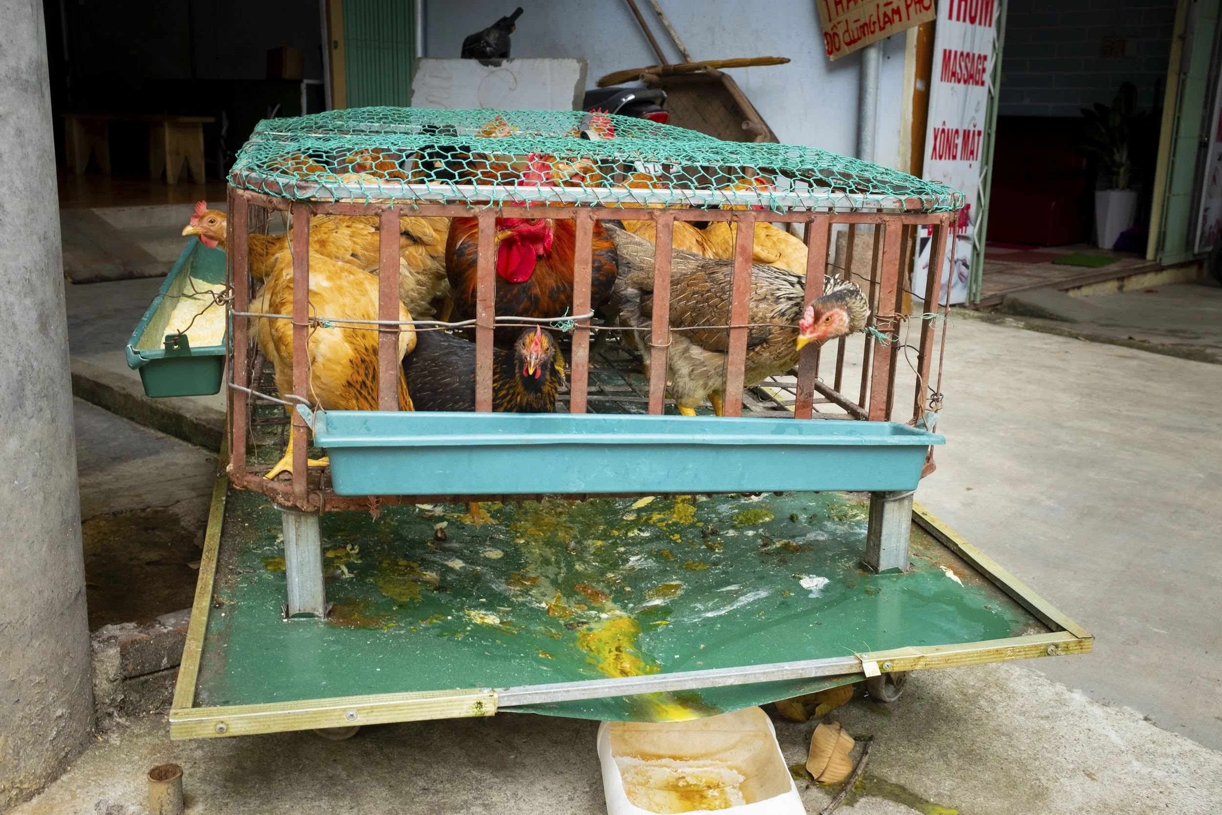 13_Chickensincage.jpg