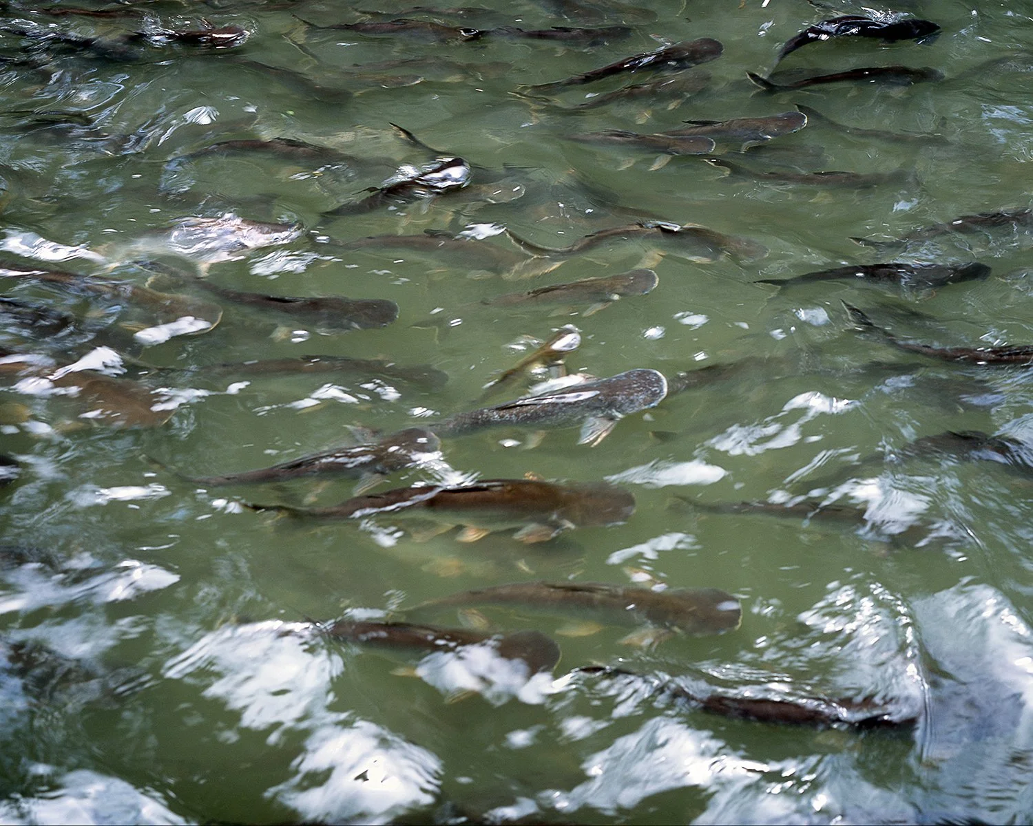 007_Fishfromboat.jpg