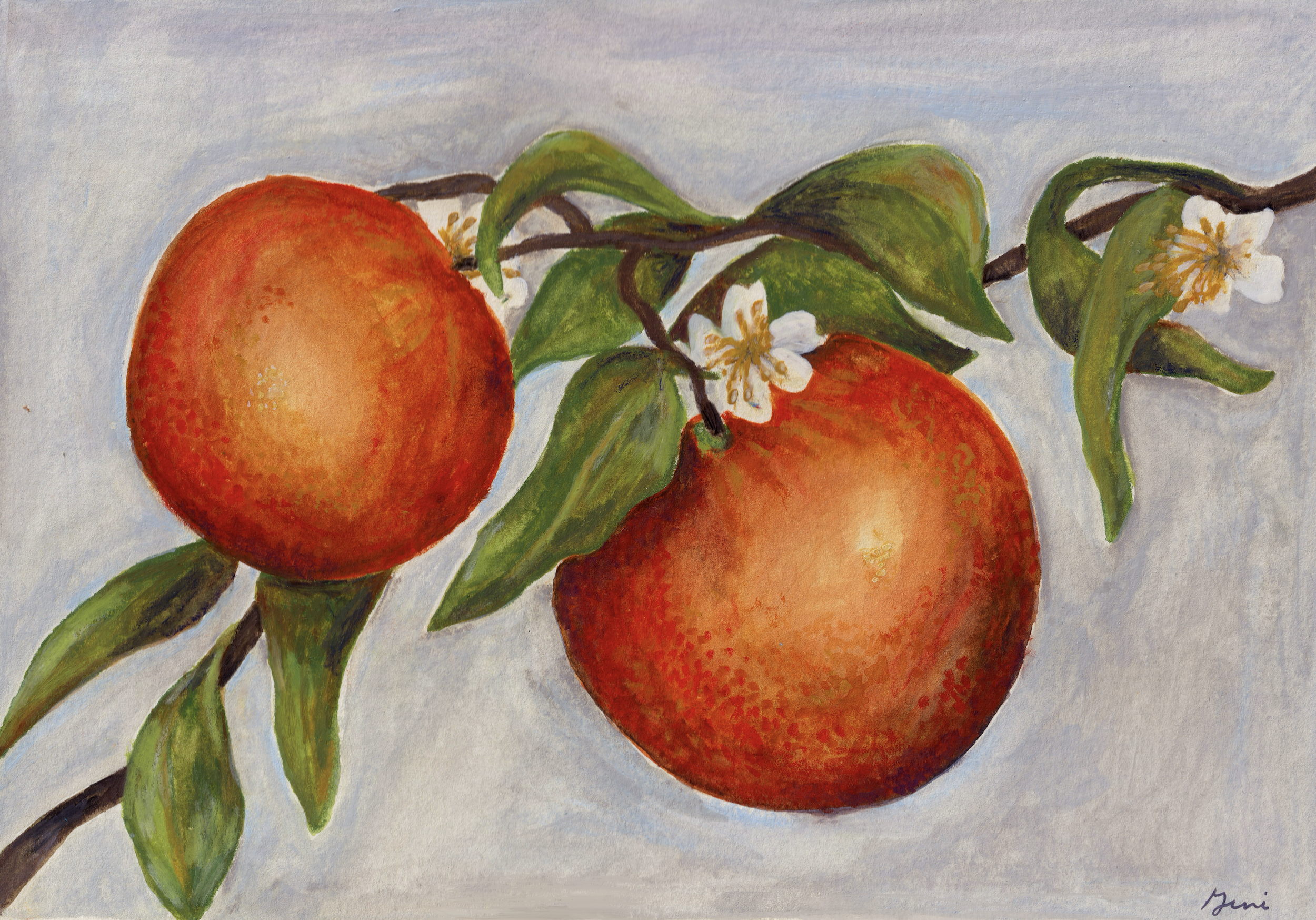 Grandma's Orange Tree