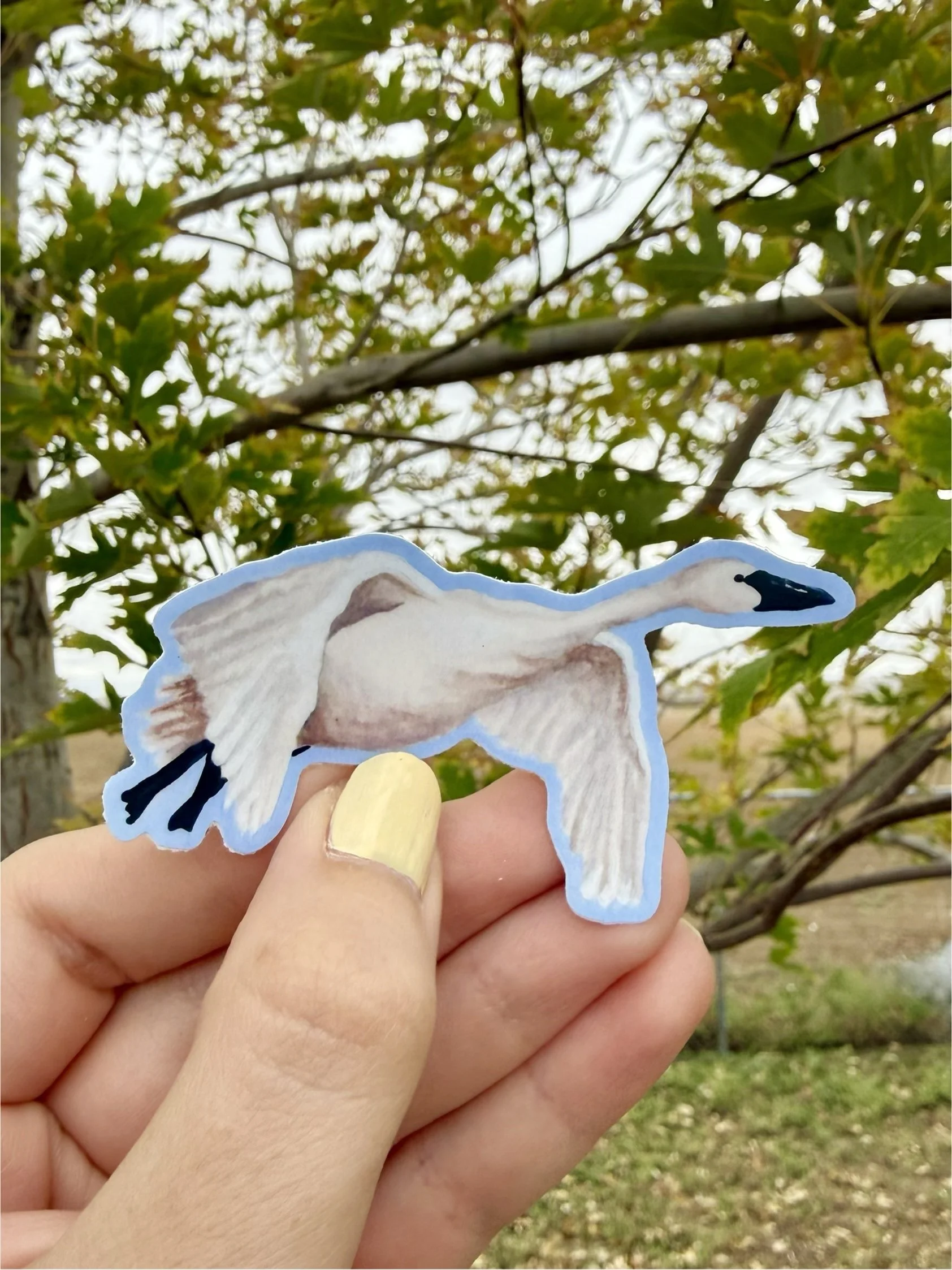 Tundra Swan Sticker