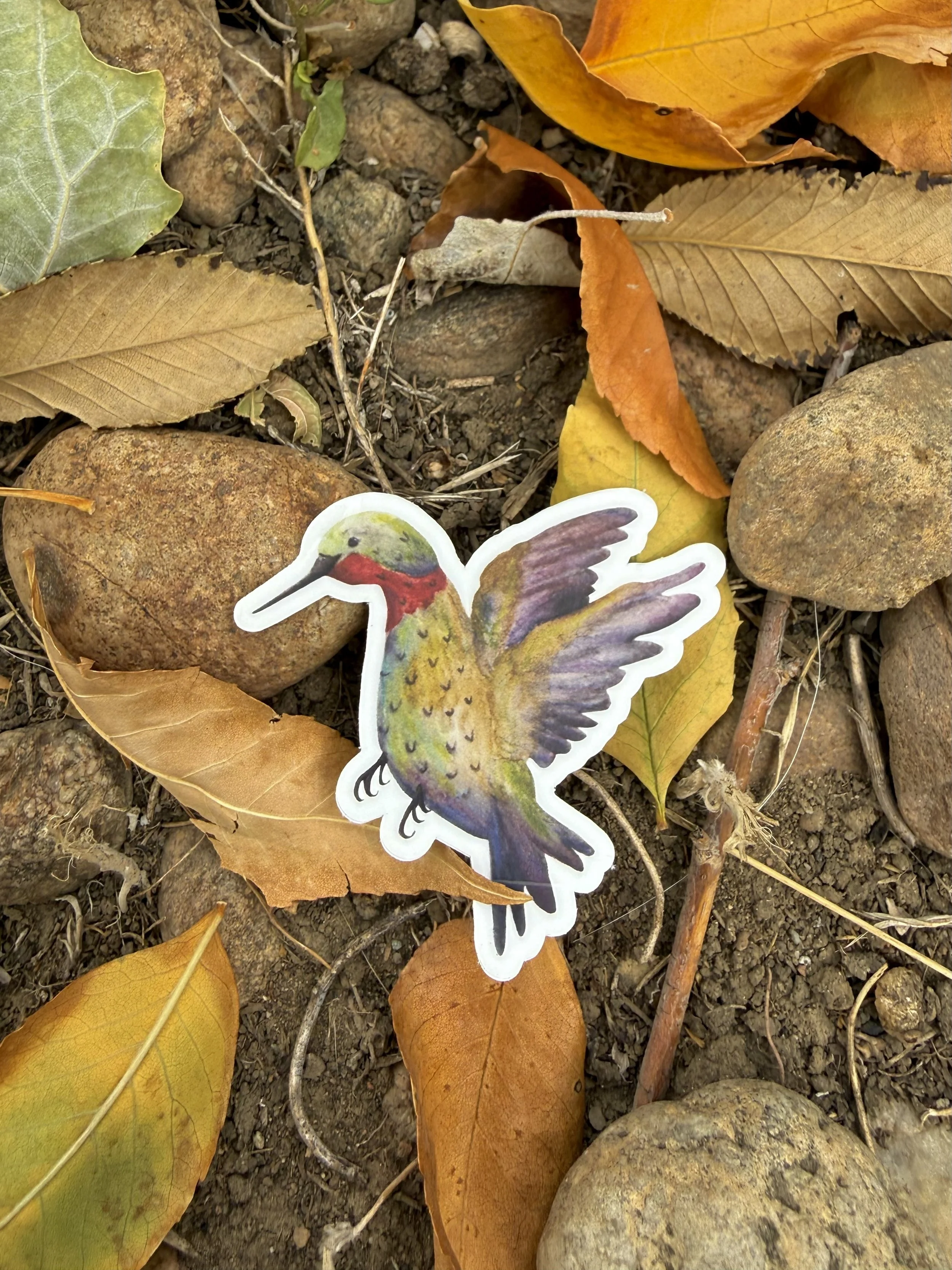 Hummingbird Sticker