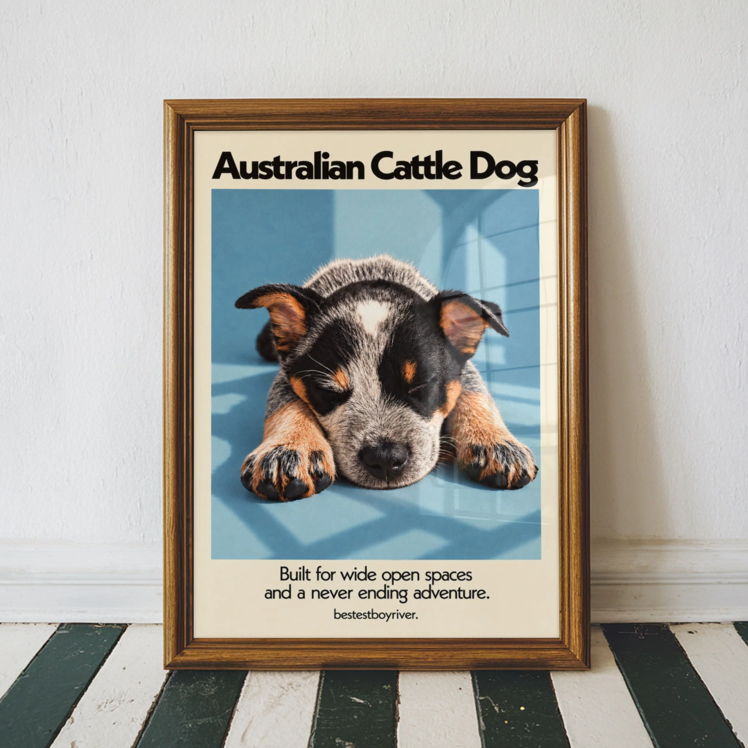 Australian Cattle Dog Poster