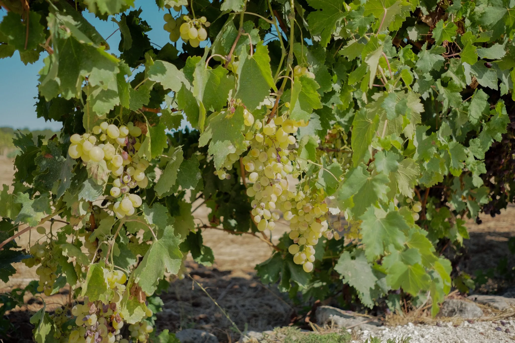 Grapevines with clusters of green grapes hanging from the vine, surrounded by green leaves under a clear sky.