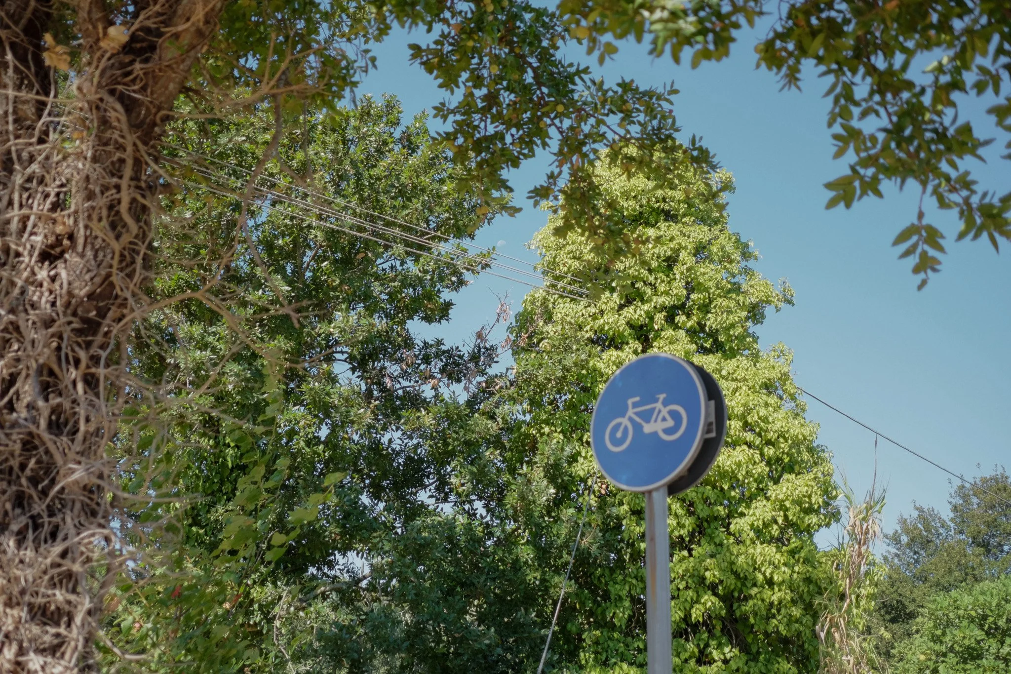 Blue bicycle lane sign among trees and power lines against a clear blue sky.