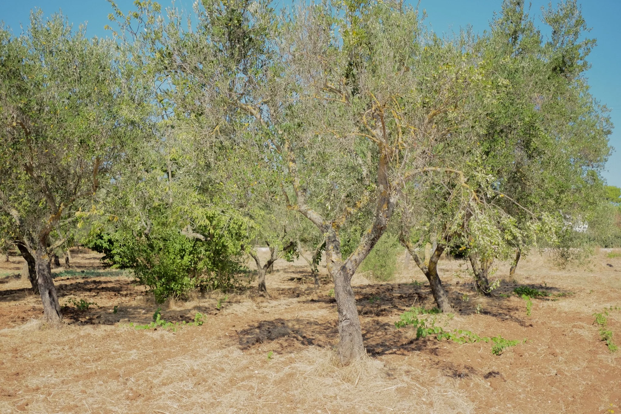 A row of trees in a dry, open landscape with clear blue sky overhead