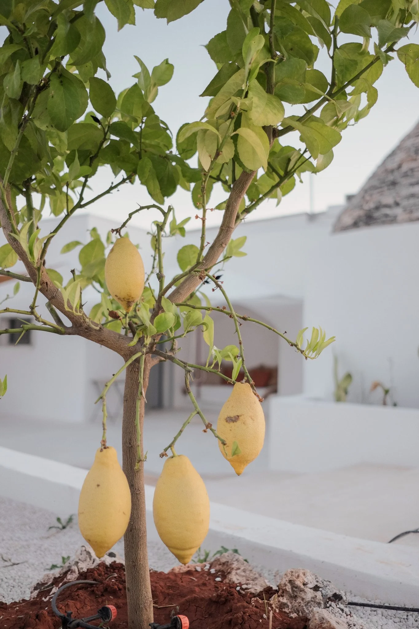 A lemon tree with multiple ripe yellow lemons hanging from its branches, planted in a garden with white walls in the background and a drip irrigation system at the base.
