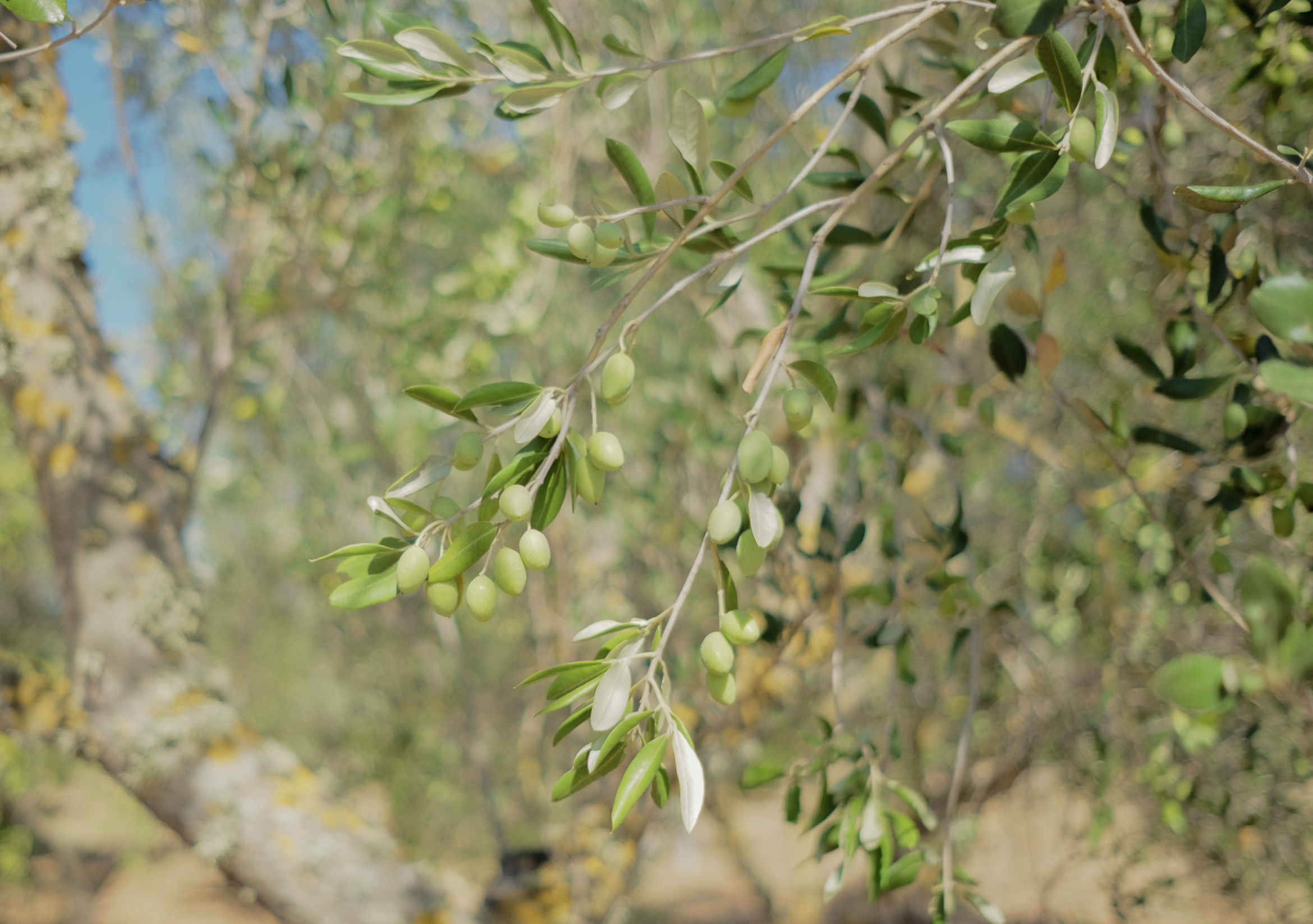 Close-up of an olive tree with green olives hanging from branches and leaves in sunlight.
