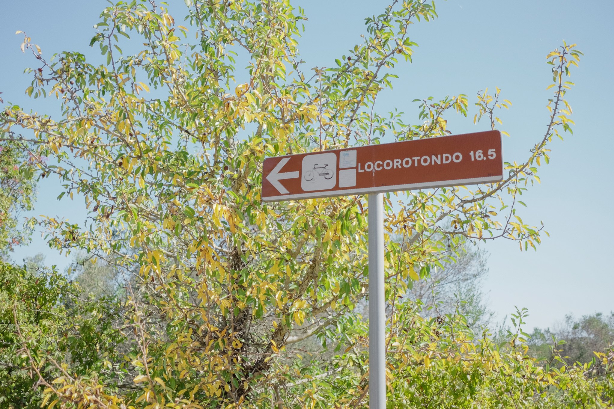 A street sign pointing left towards Locorotondo, which is 16.5 kilometers away, with a bicycle icon on a pole in front of a tree with yellow and green leaves against a clear blue sky.