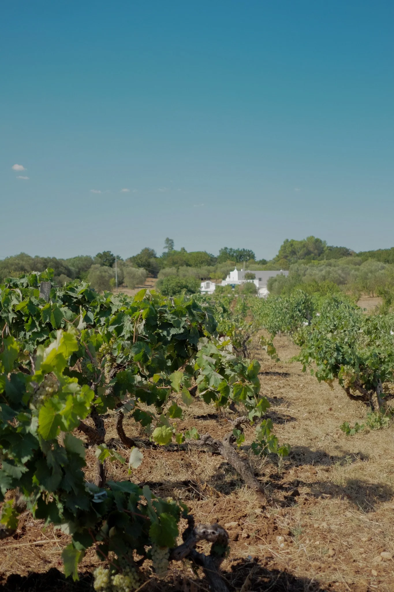 Vineyard with rows of grapevines, a farmhouse-style building in the distance, green trees, and a clear blue sky with a few small clouds.