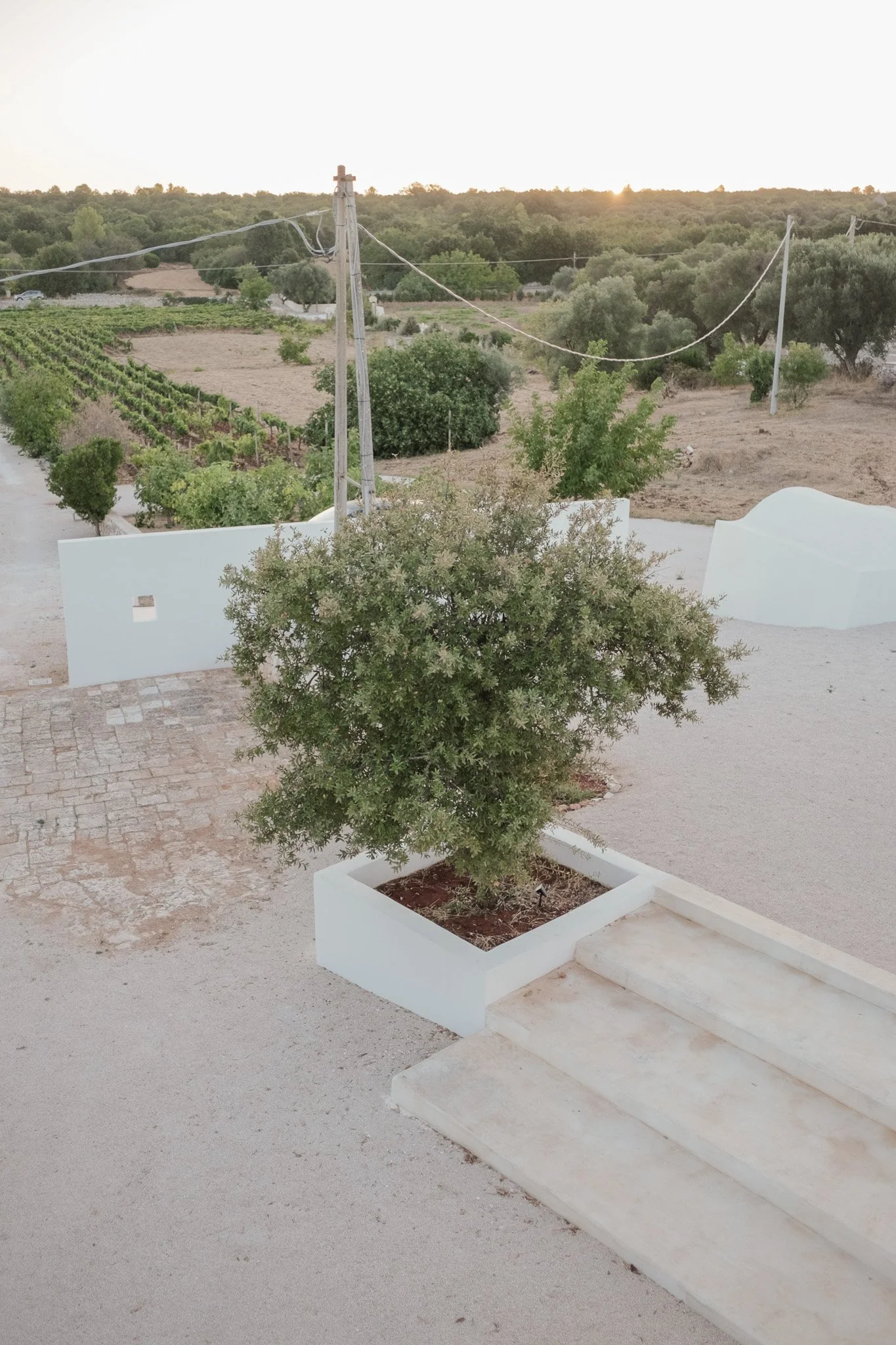 A white-washed outdoor area with a potted green shrub, a staircase, and some greenery in the background at sunrise.