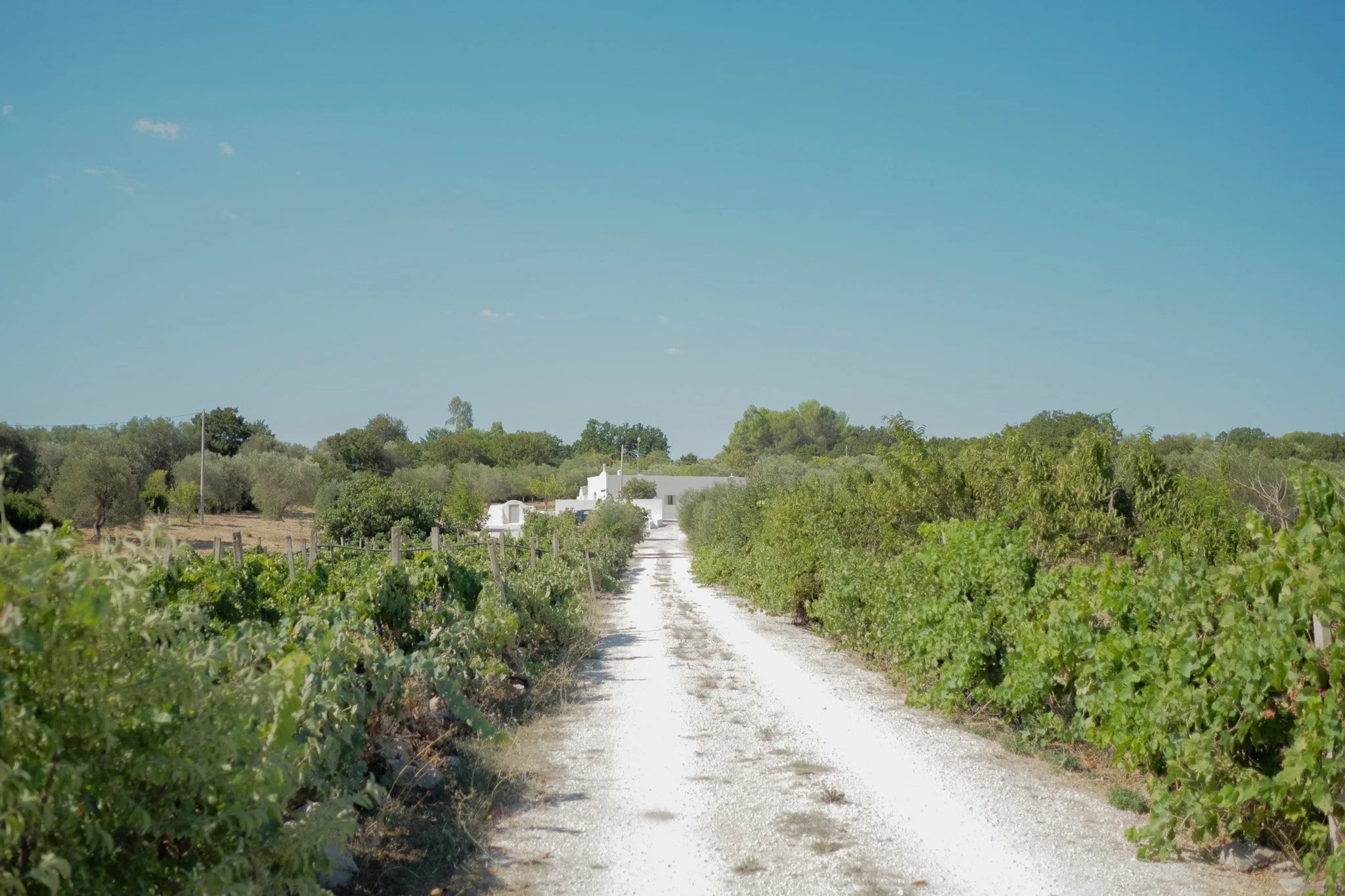 A rural dirt road lined with green bushes and trees, leading to white buildings under a clear blue sky.