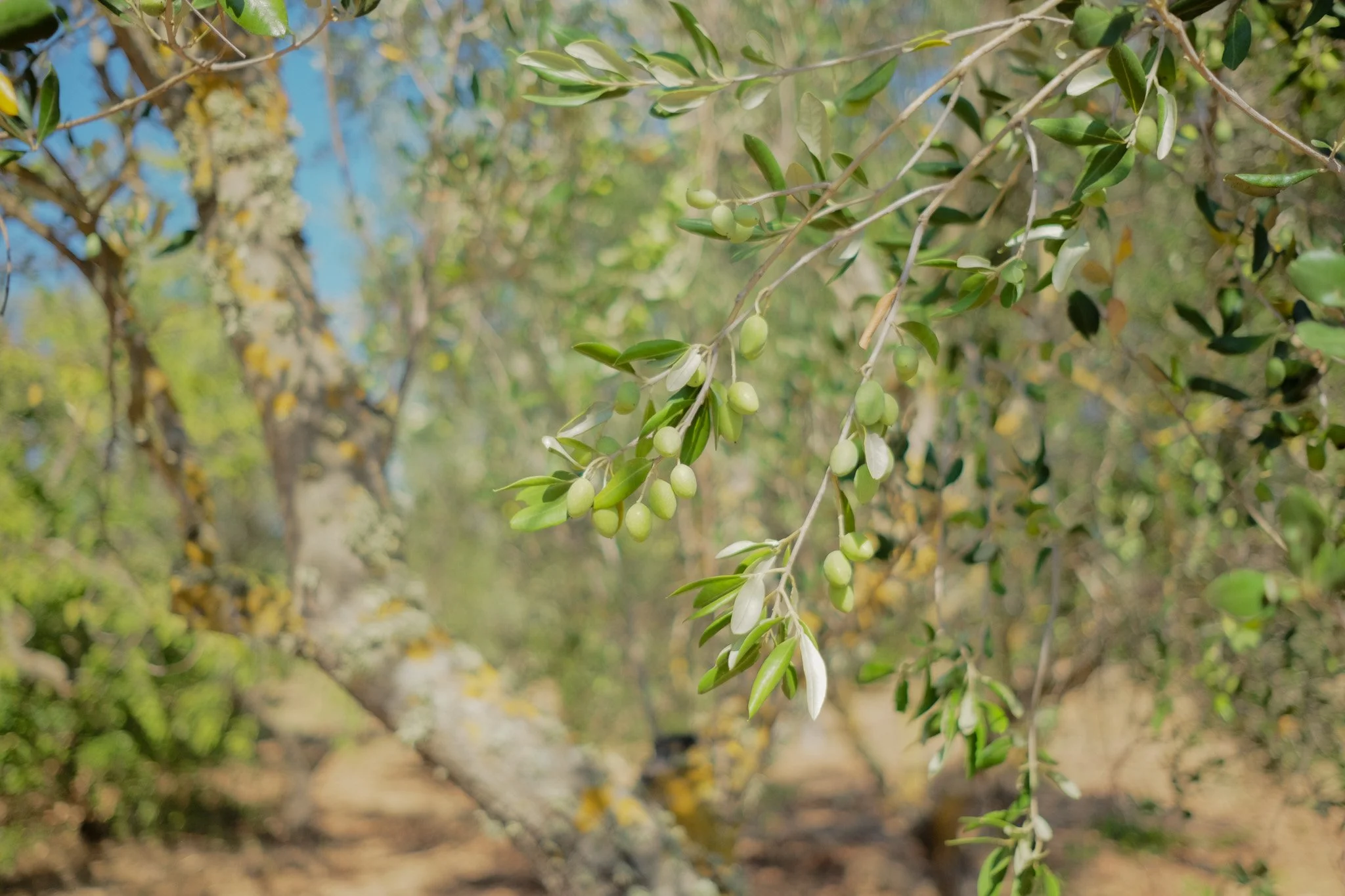Close-up of green olives growing on a branch of an olive tree, with a blurred background of more trees and sky.