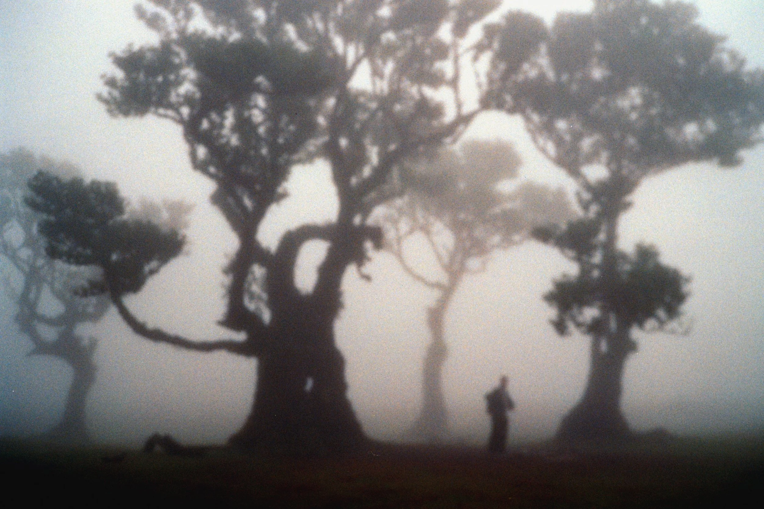My Contax and the fog weren&rsquo;t friends 🤓 

#contaxt2
#kodakgold