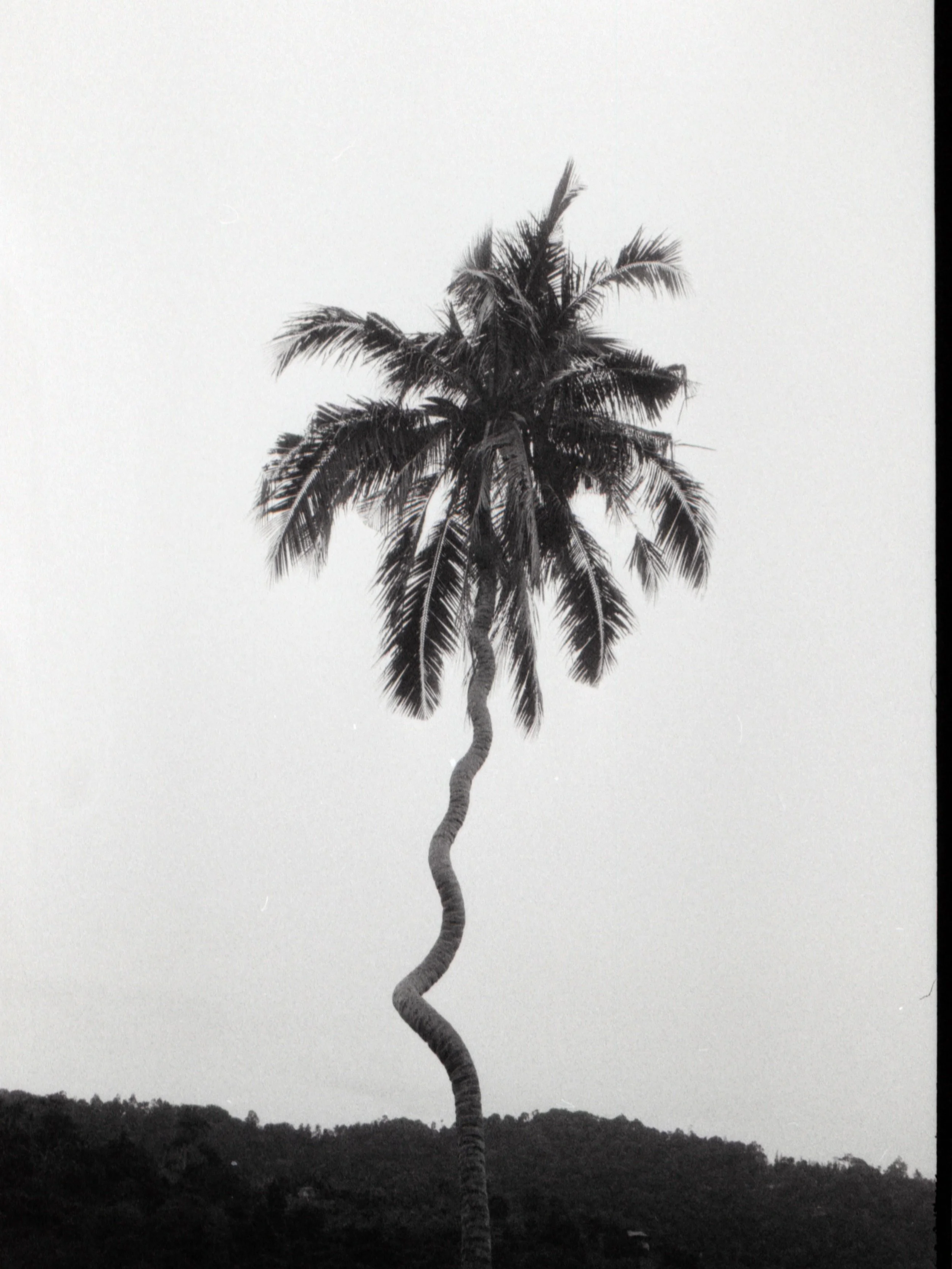 Palm chaser 🌴 

#mamiyaRB67 #400tx @kodak