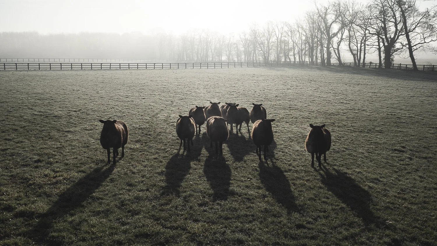 A group of sheep standing on a field with long shadows, surrounded by a fence and leafless trees in the foggy background.