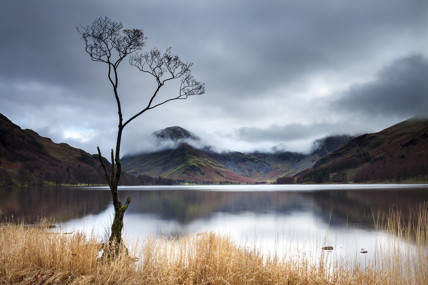 A solitary leafless tree stands by a calm lake, with mist-covered mountains and a cloudy sky in the background.
