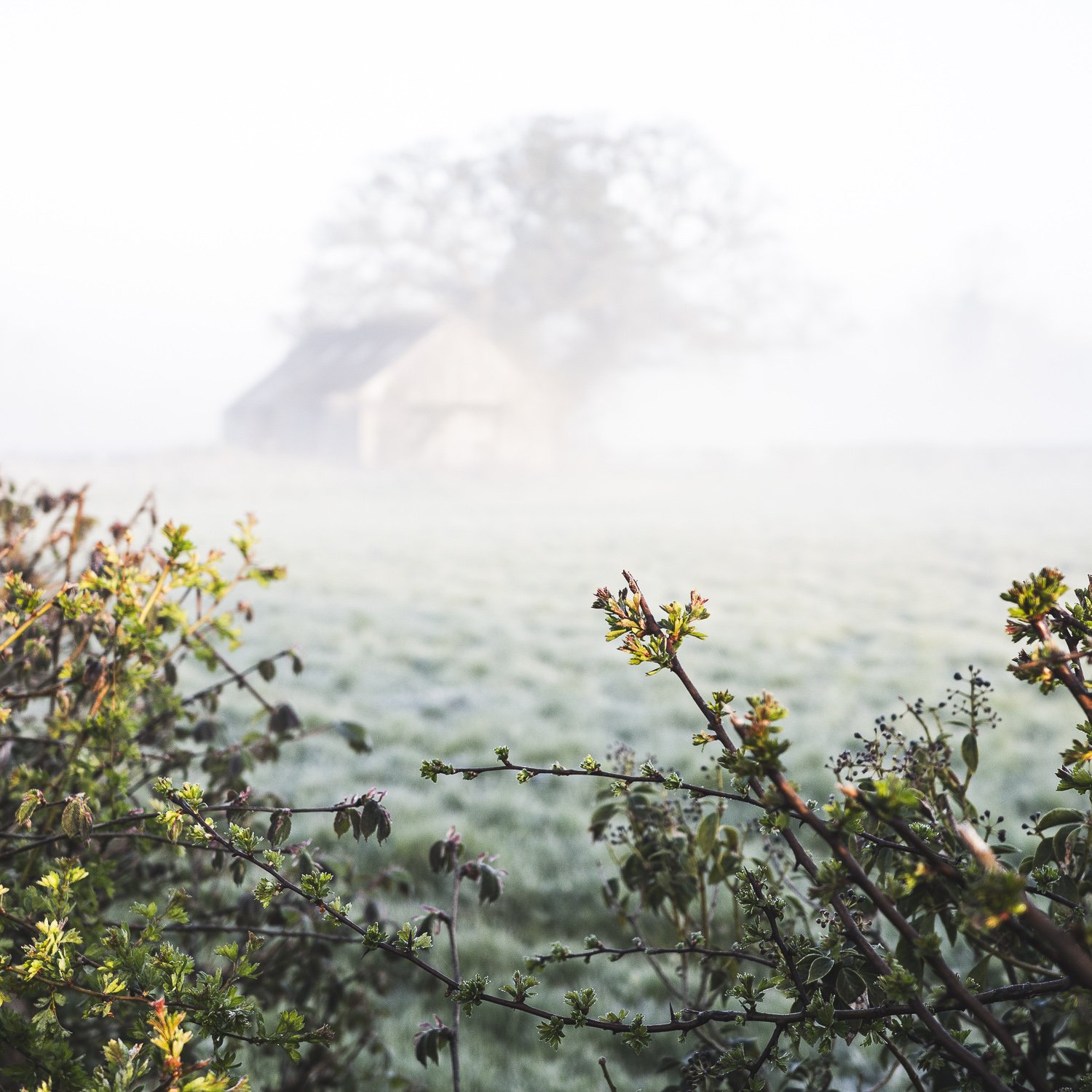 Close-up of green shrubbery with small yellow flowers in the foreground, a foggy field and a barn with a tree in the background.