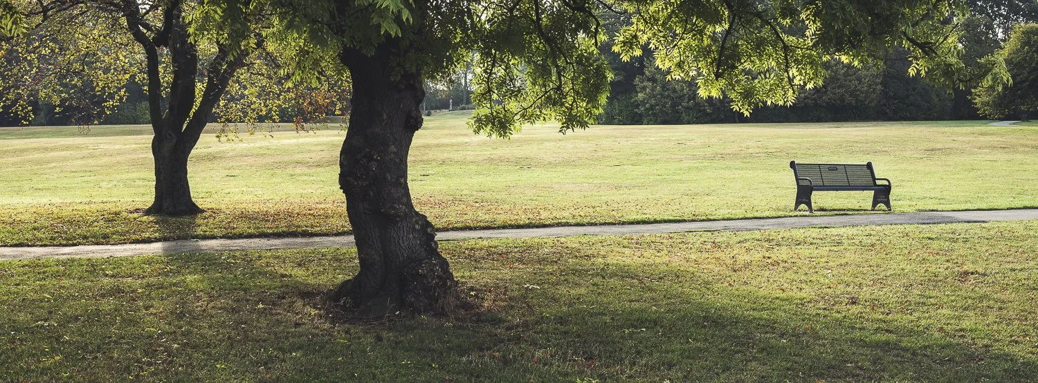 Park with green grass, trees with partly yellow leaves, a pathway, and a empty bench.