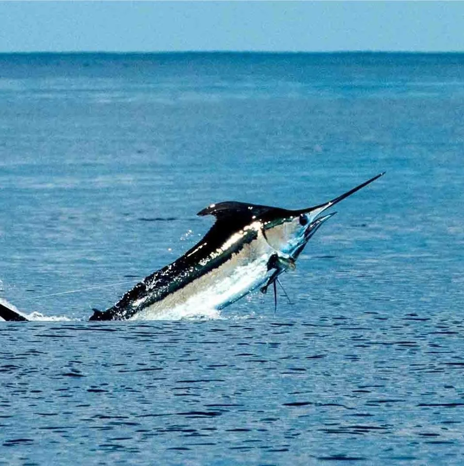 A marlin leaping out of the water with a fishing lure in its mouth.