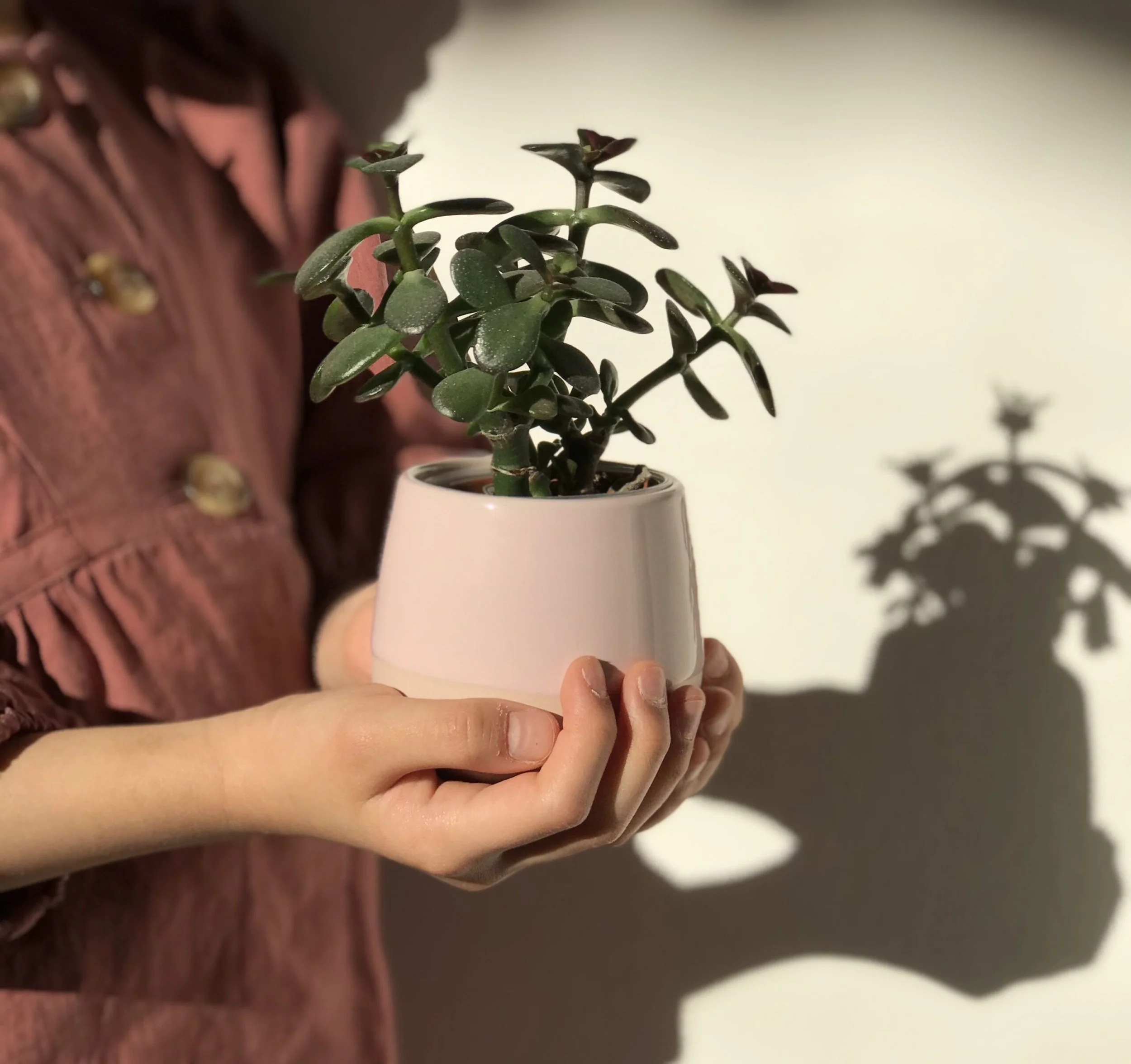 Close up of pink pot with dark green succulent plant in hand