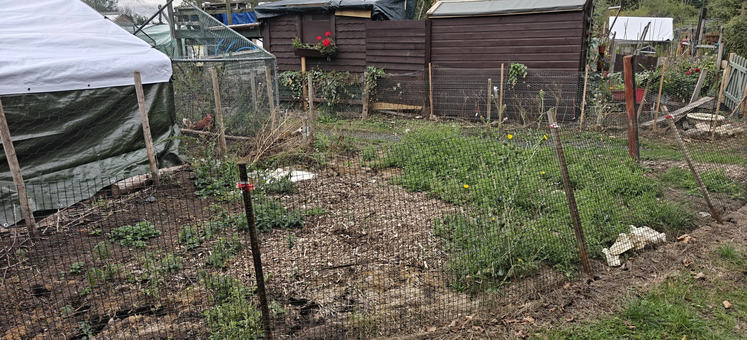 Plot 48 at My Patch Swindon looking across the starter allotment towards the sheds and neighbouring plots.