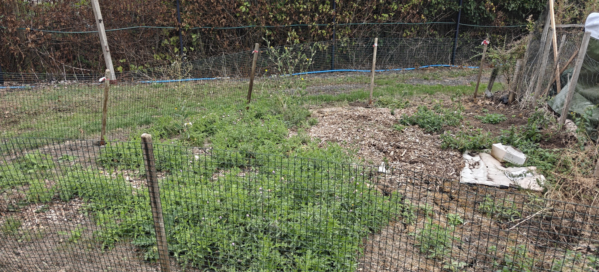 View across Plot 48 at My Patch Swindon, a small starter allotment close to the water station.