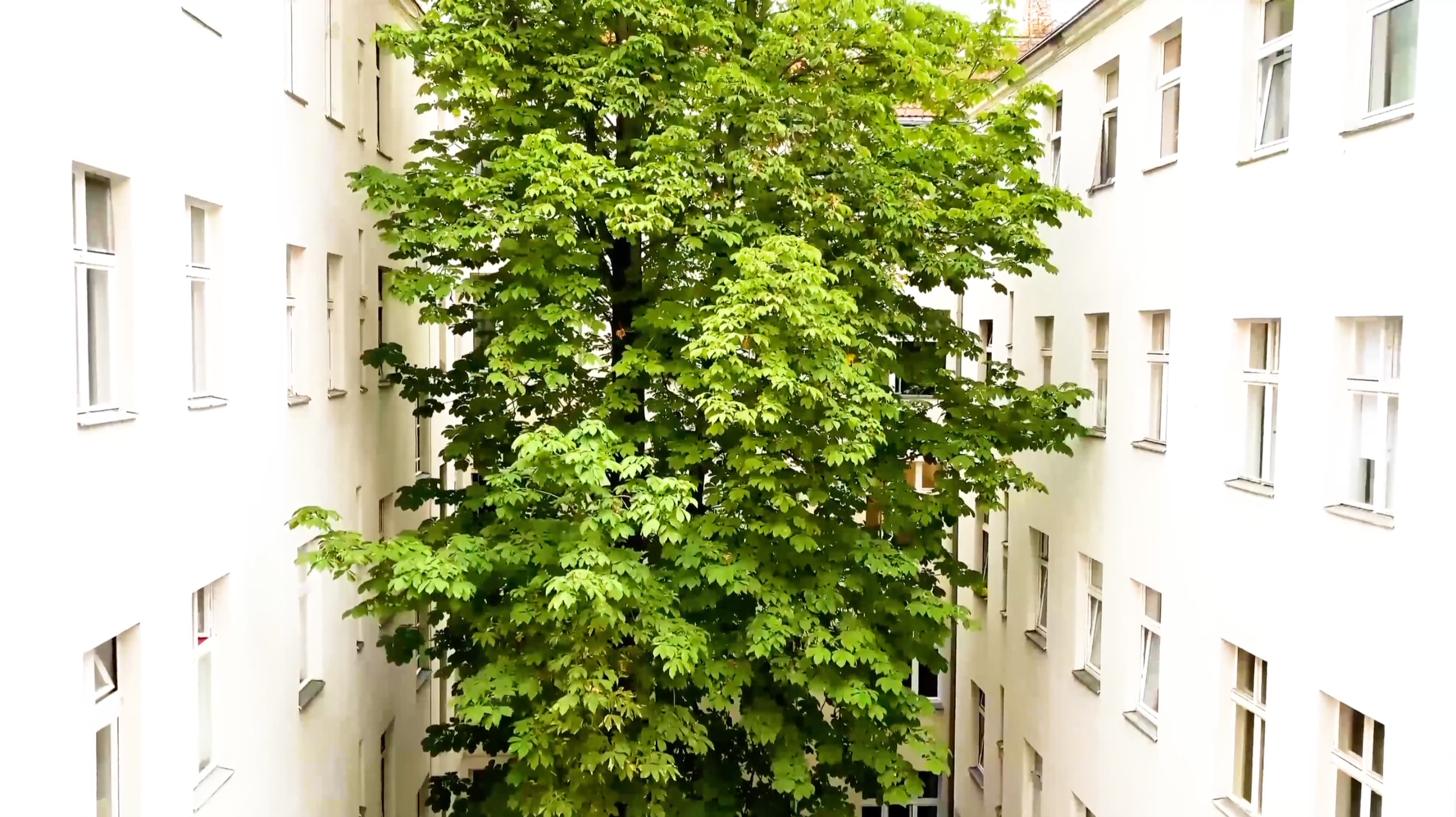 View of a large green tree in the courtyard of a multi-story white building with multiple small windows.