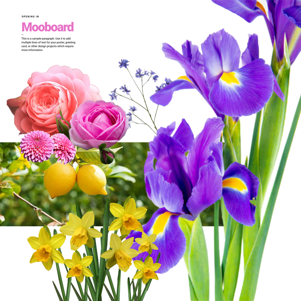 Moodboard tipos de flores.png