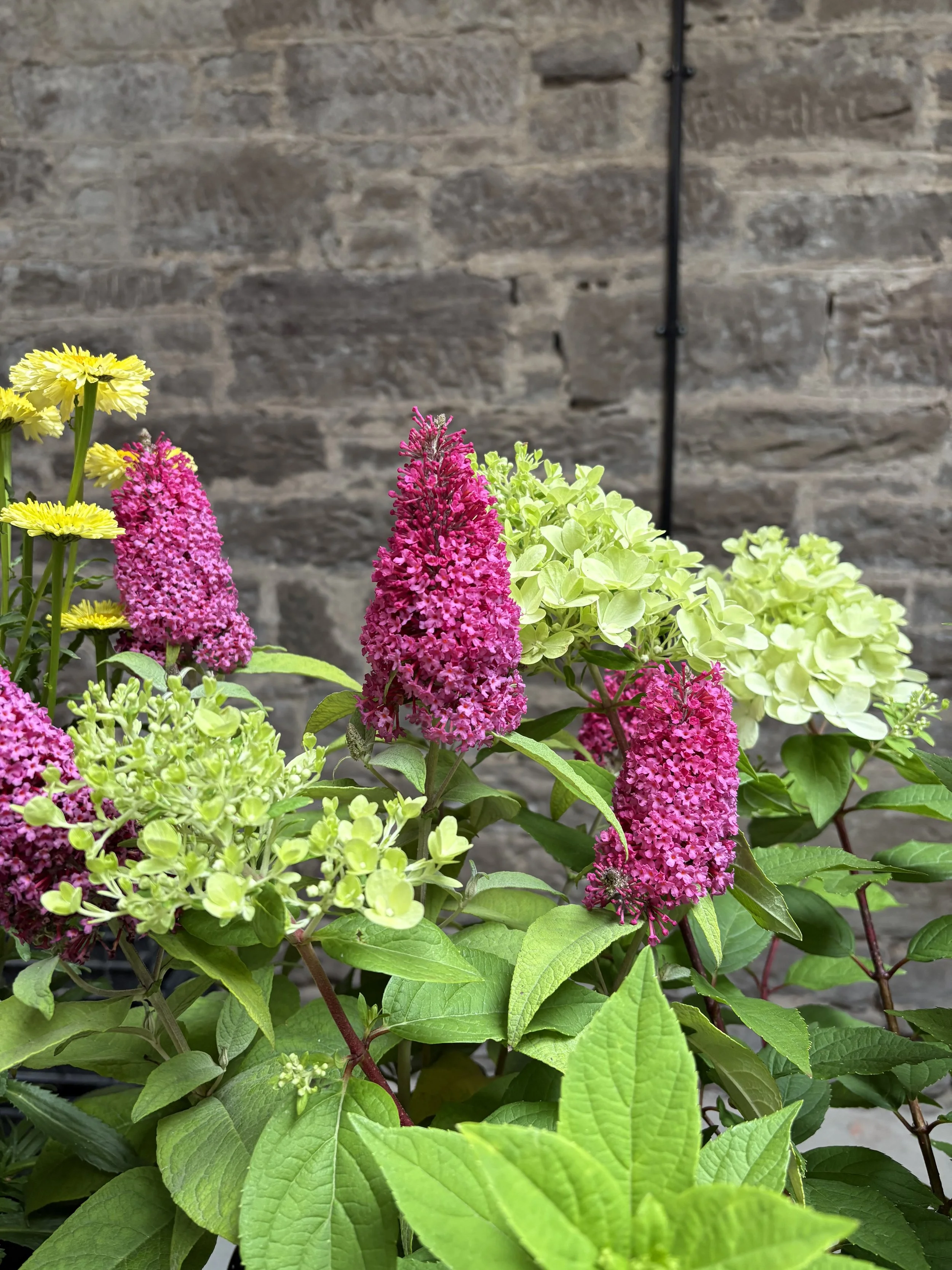 Colorful hydrangea flowers with pink and green blooms against a brick wall background.