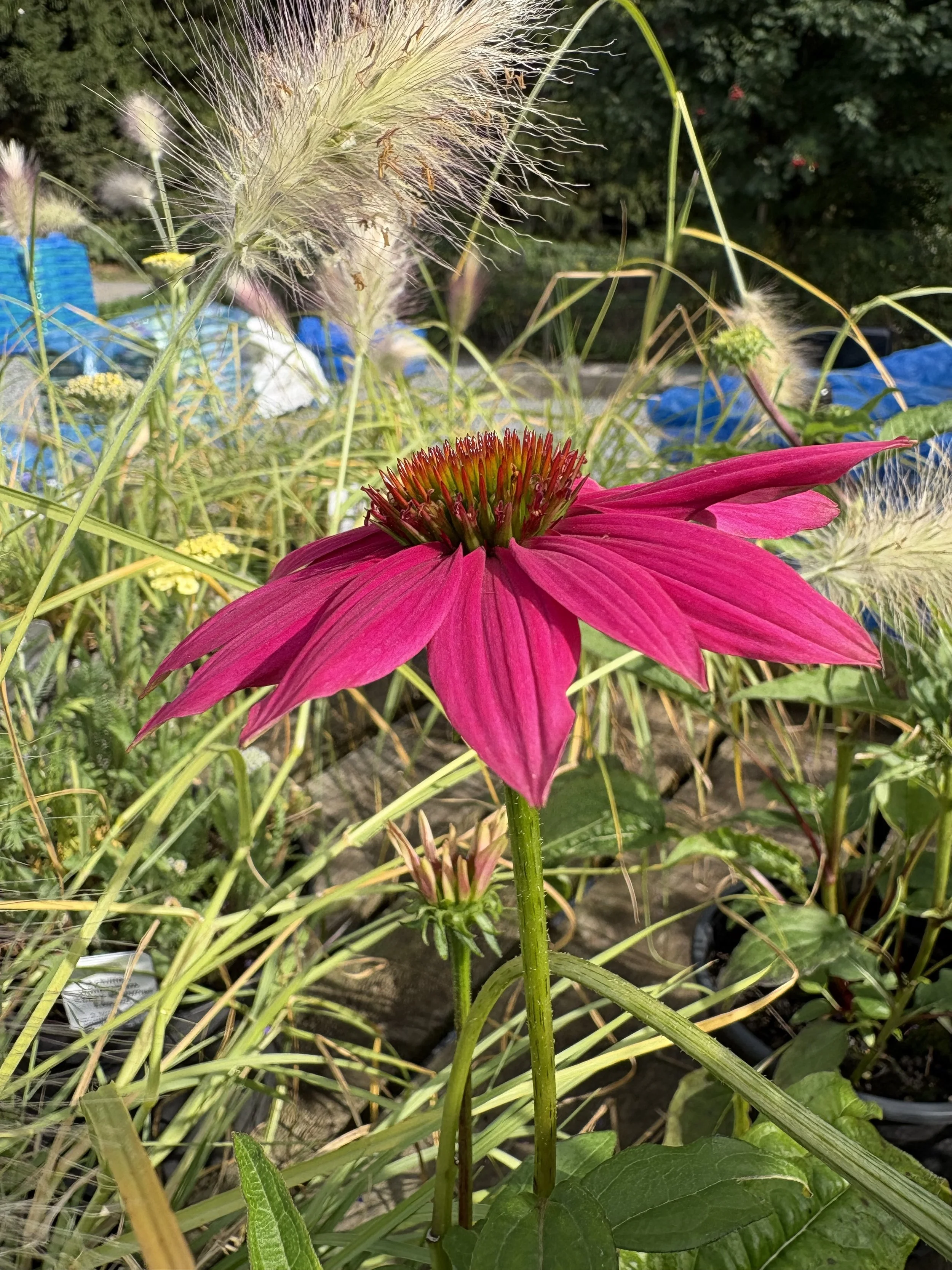 A pink flower with long petals and a red and green center, surrounded by tall grasses and leaves in a garden setting.