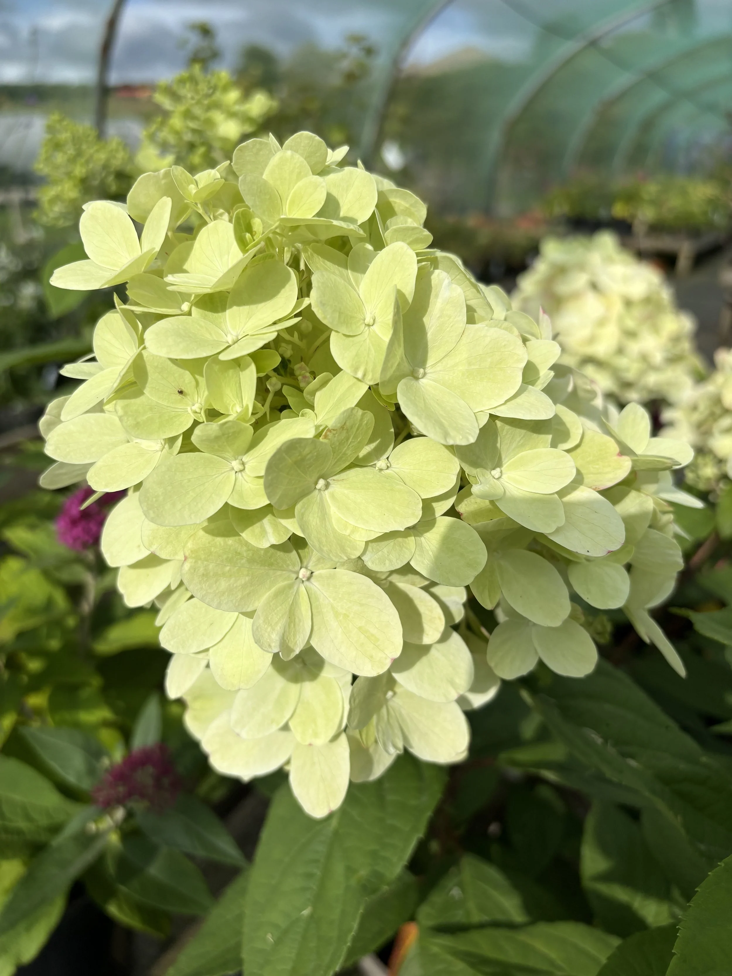 A close-up of a pale yellow hydrangea flower cluster with green leaves in the background.