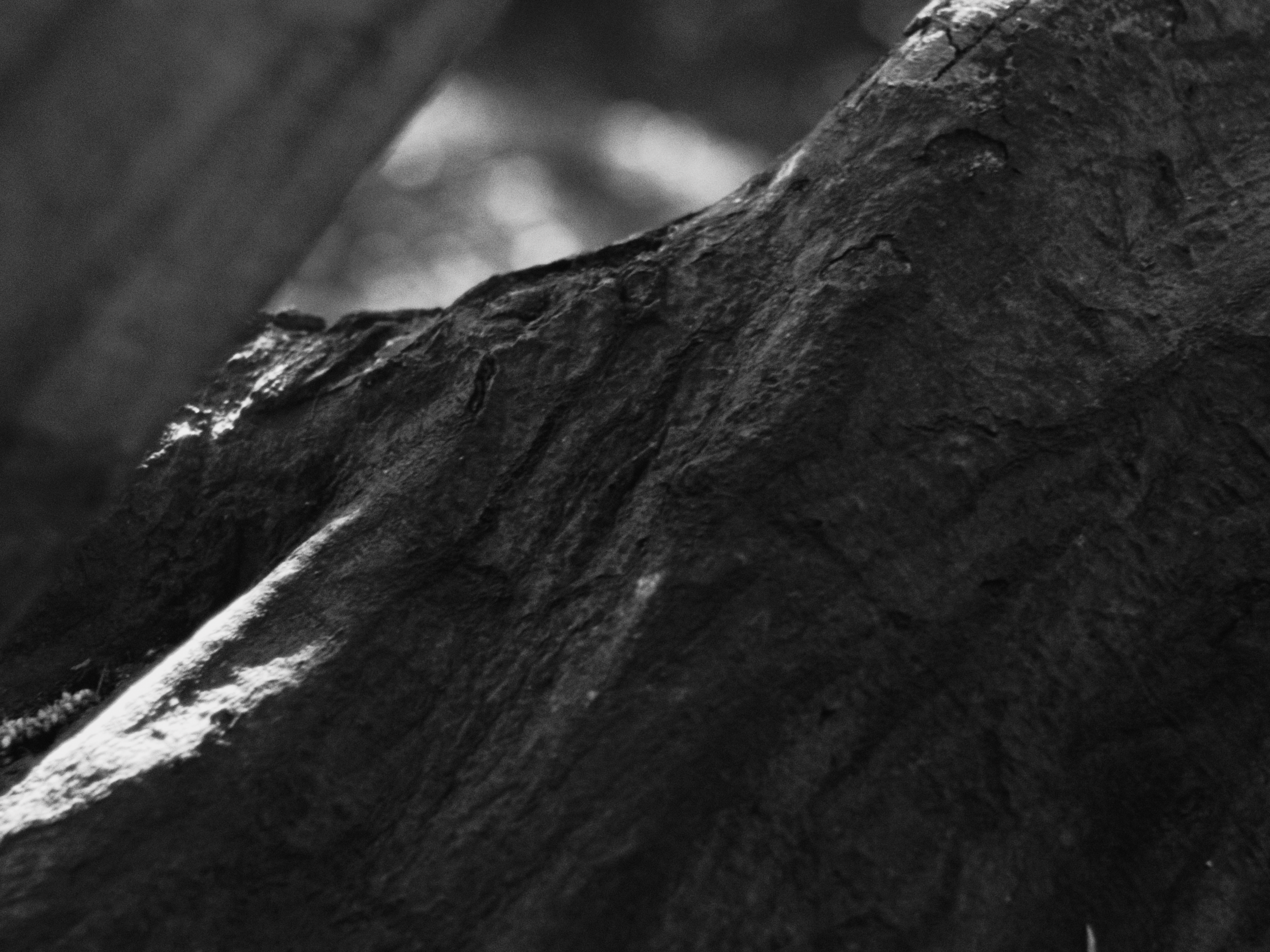 Close-up black and white photo of a rough textured stone surface with a blurred background.