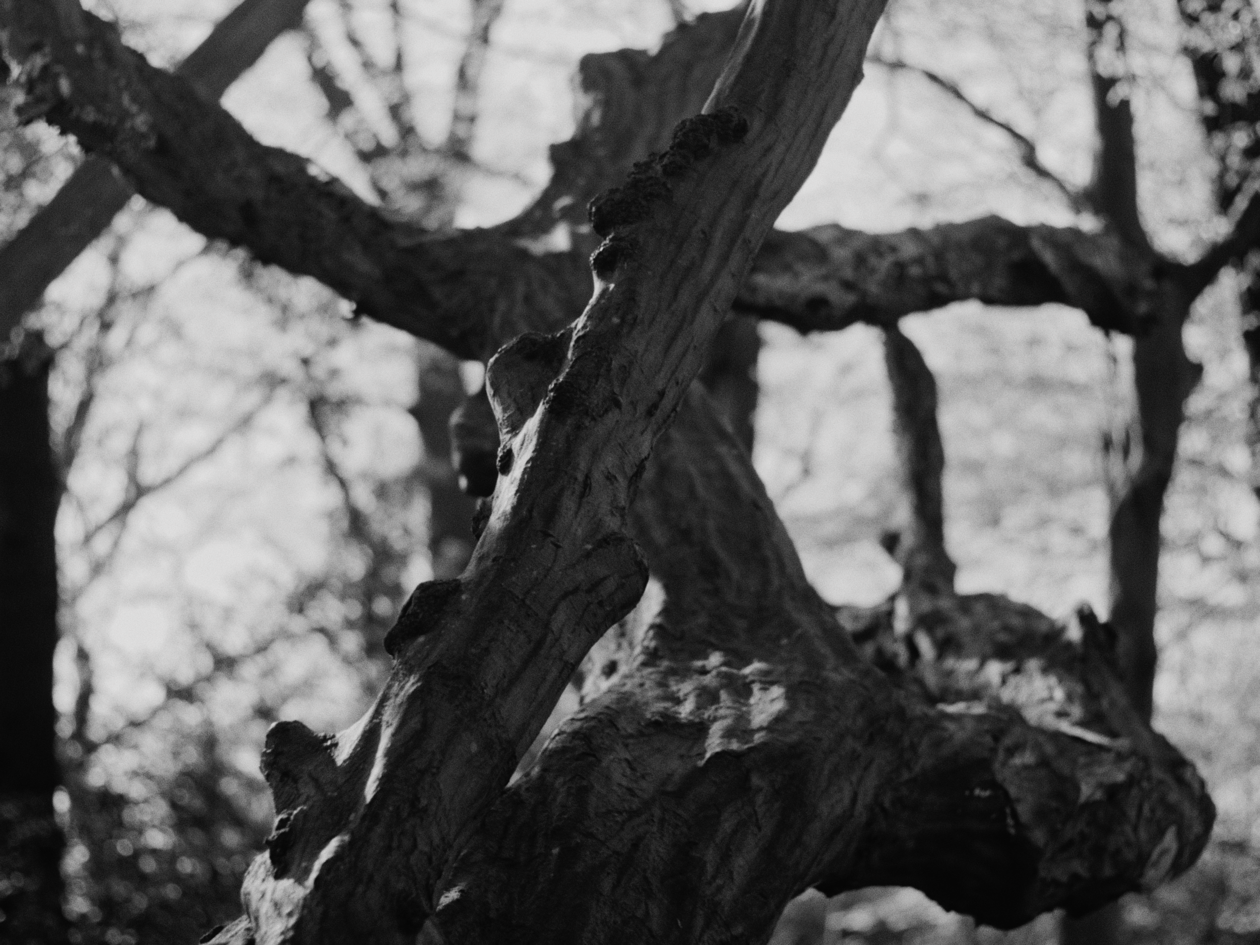Close-up of a textured tree branch in black and white, with a blurry background of other branches and foliage.